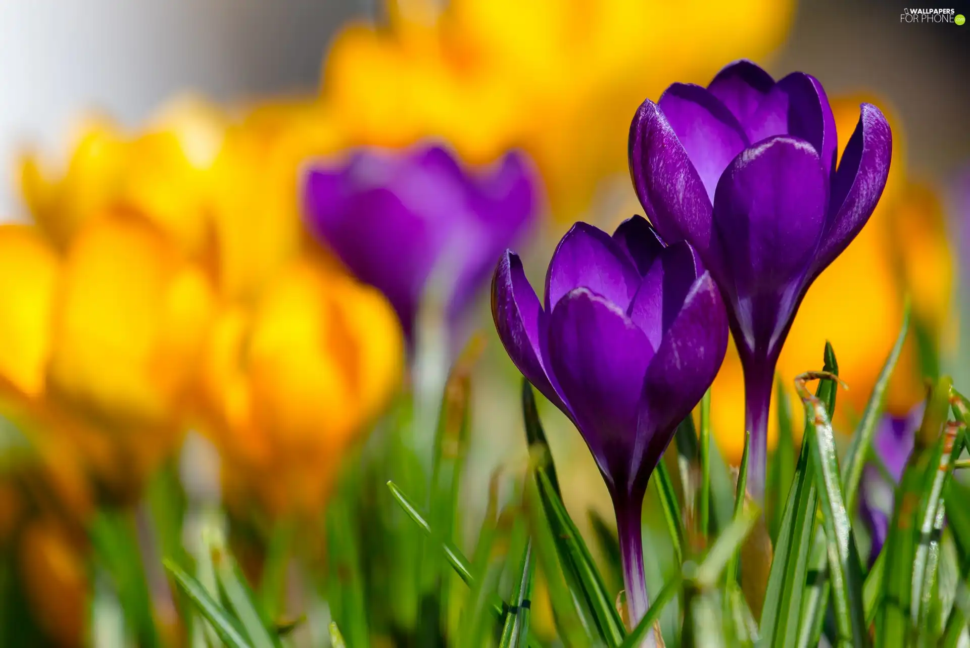 purple, fuzzy, background, crocuses