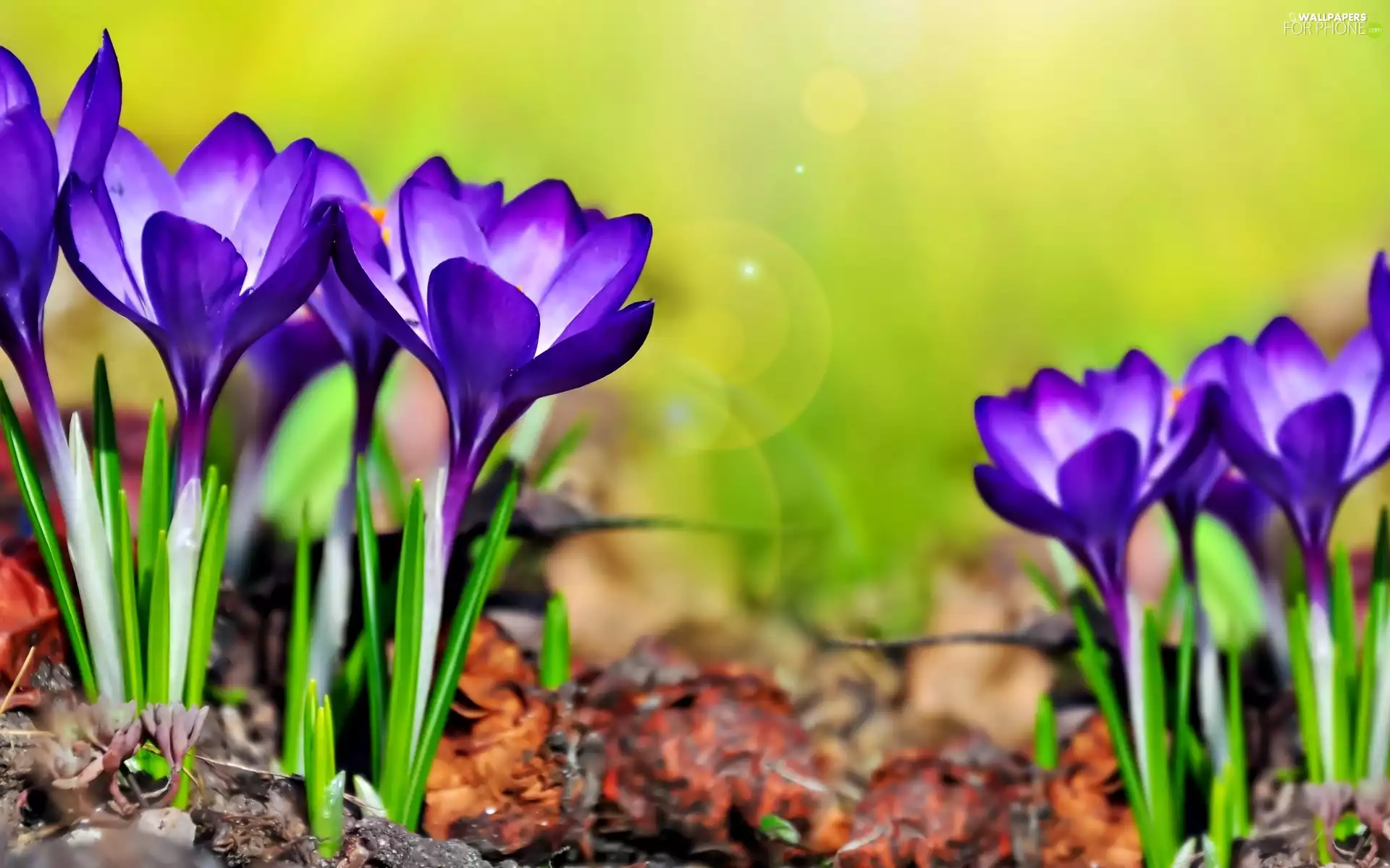 crocuses, Flowers, purple
