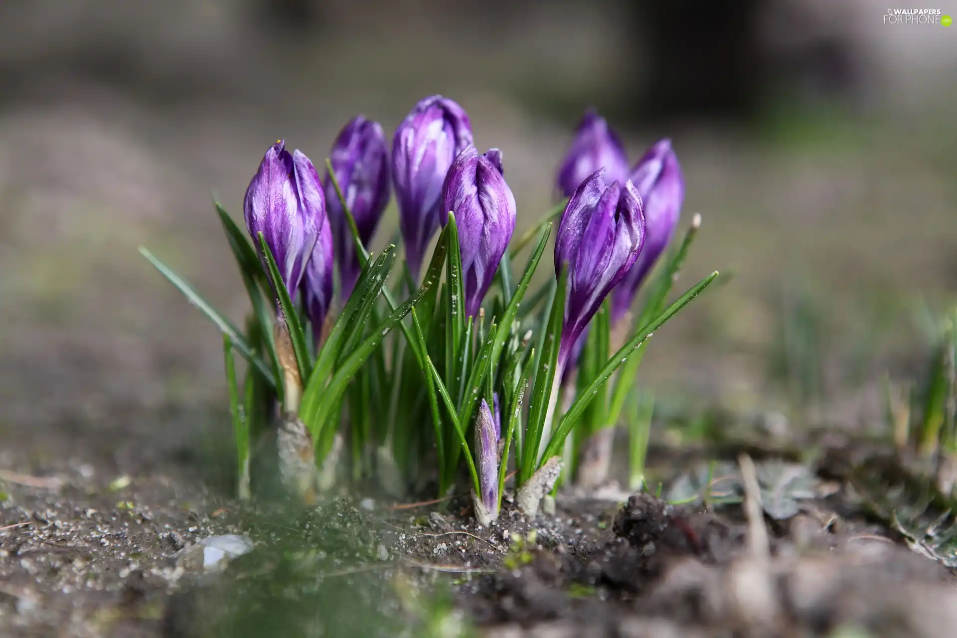 purple, cluster, Spring, crocuses