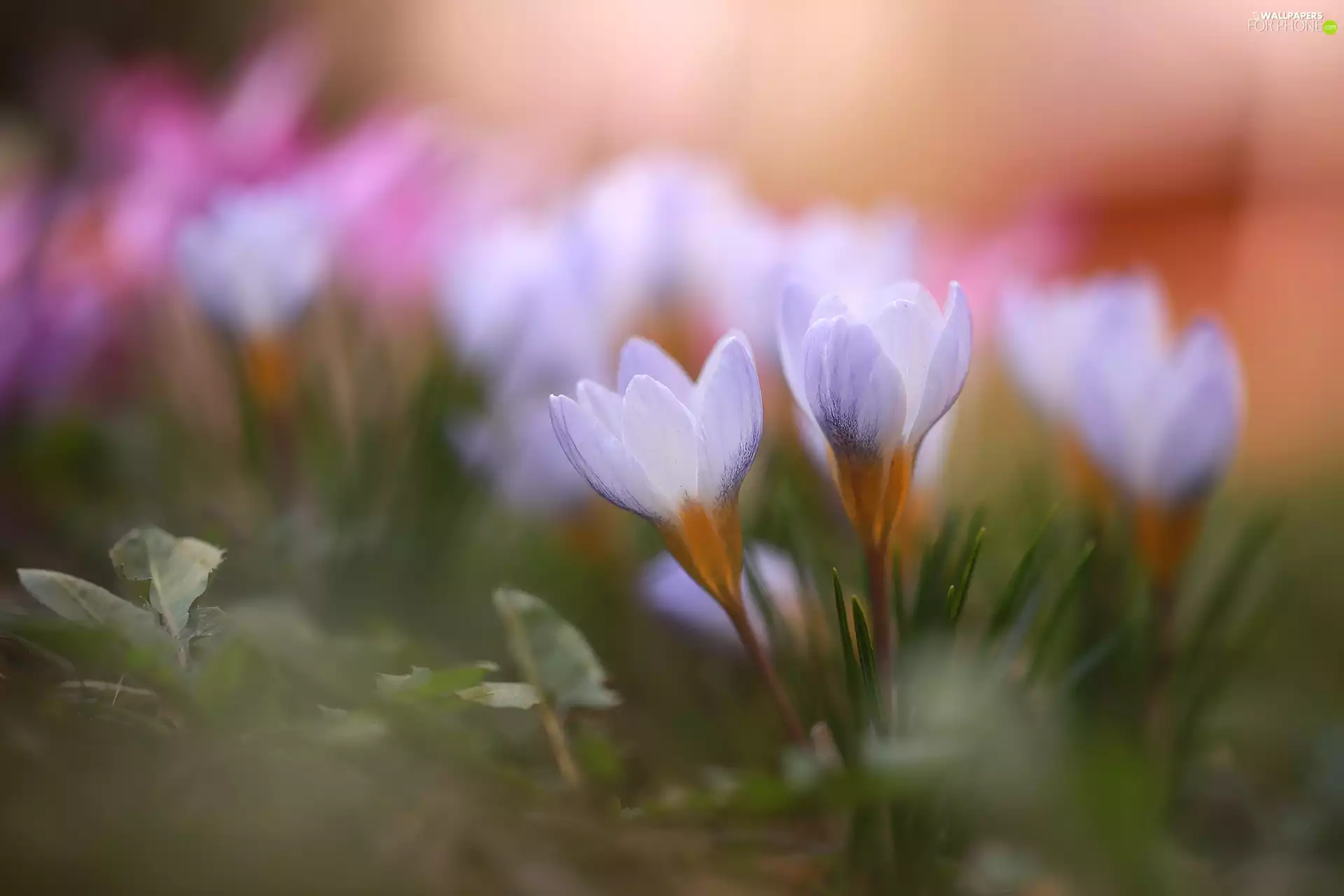 Spring, lilac, Flowers, crocuses
