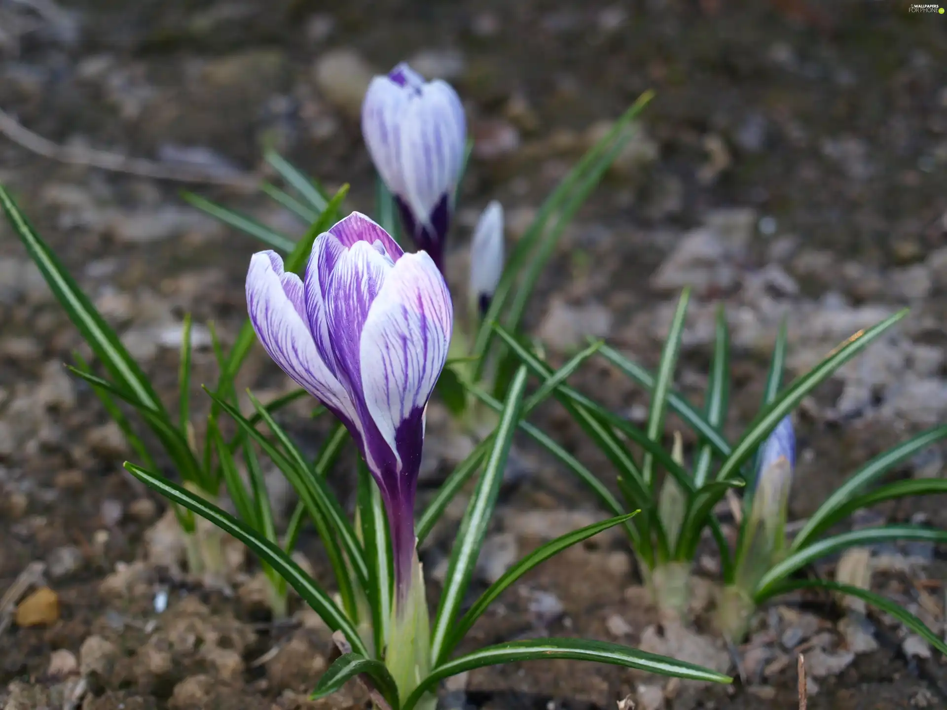 Spring, crocuses