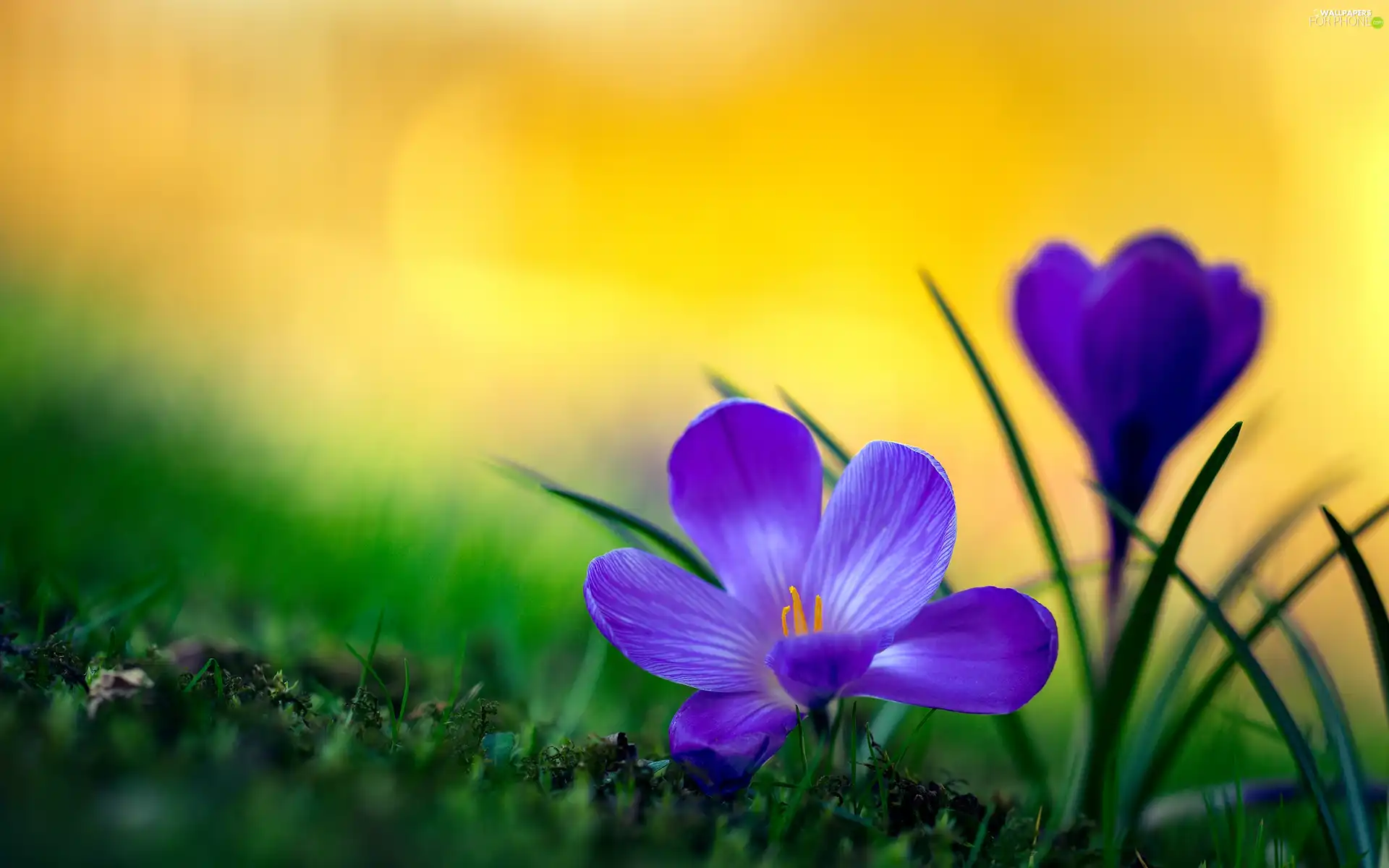 Spring, Blue, crocuses, Two cars