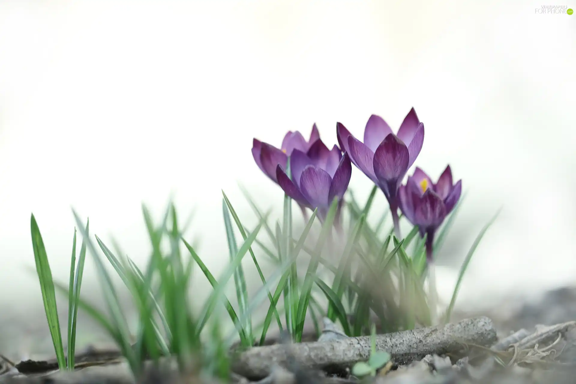 white background, purple, crocuses