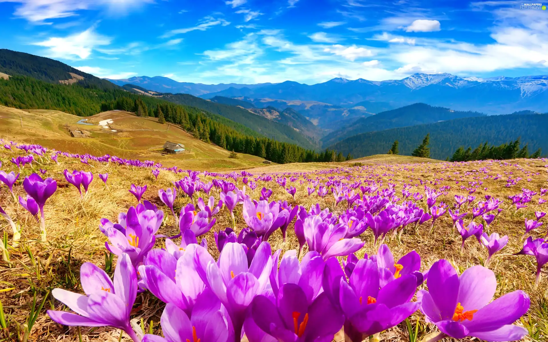 Mountains, car in the meadow, Houses, Spring, woods, crocuses