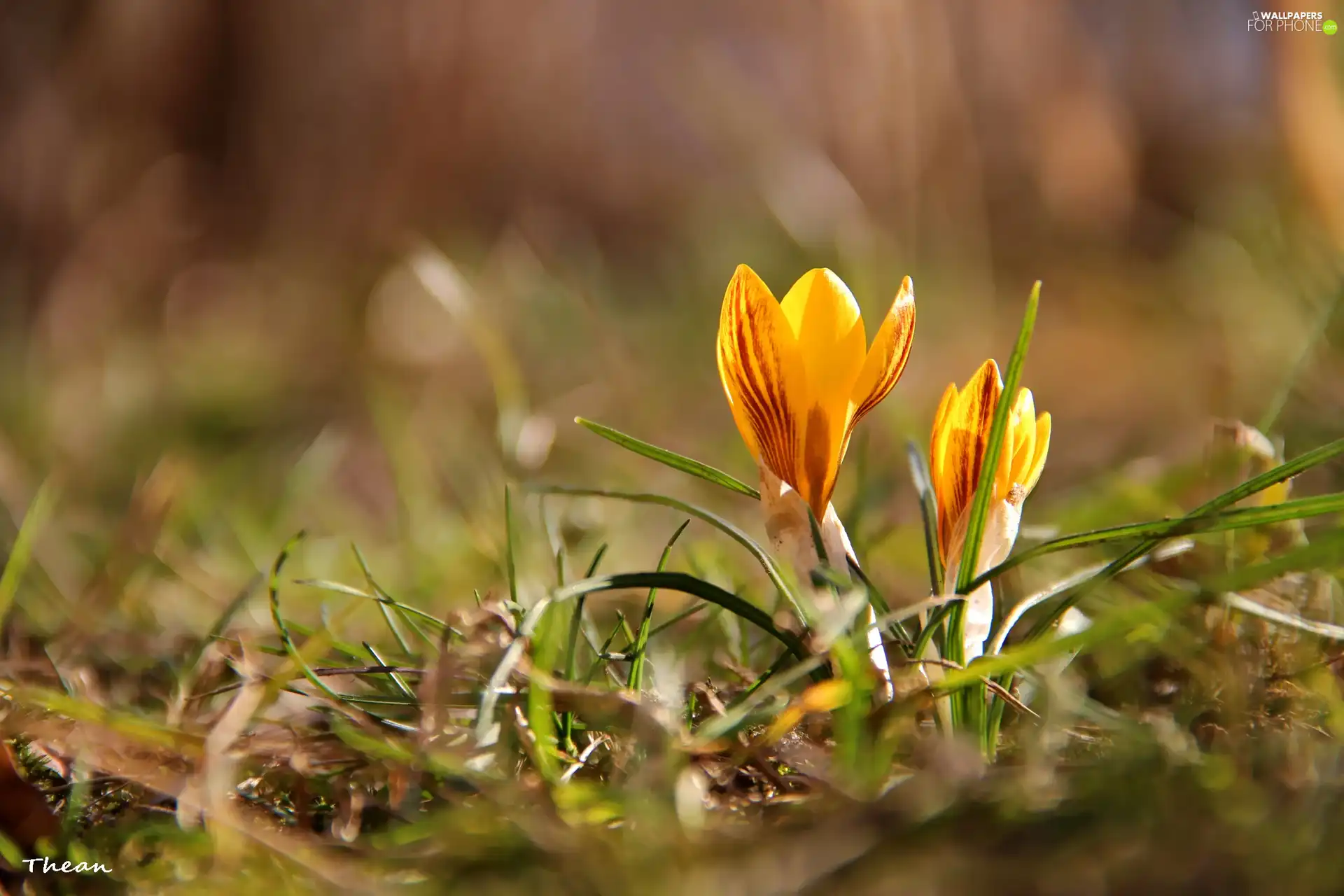 Yellow, crocuses