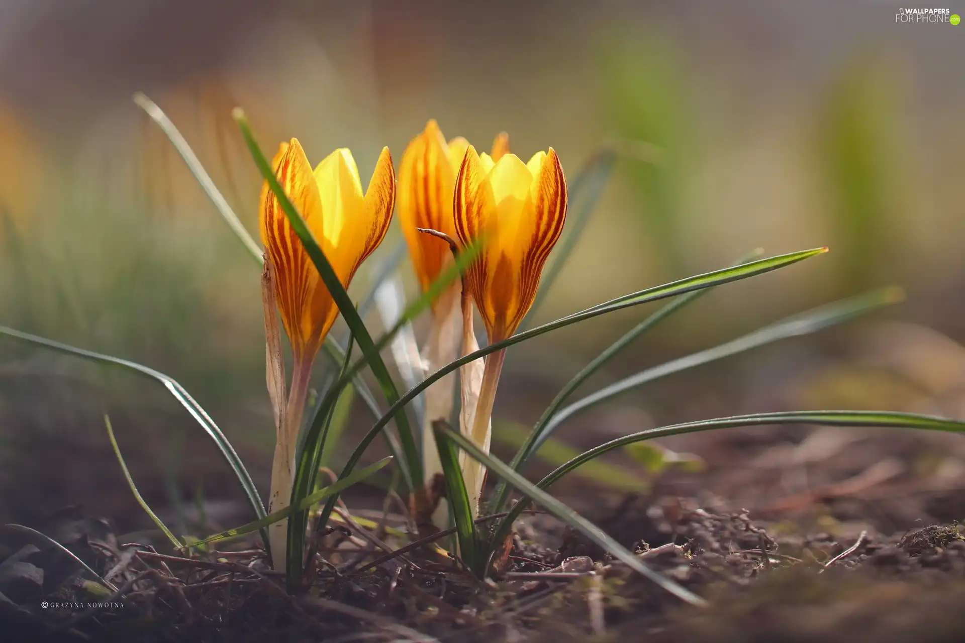 Yellow, crocuses