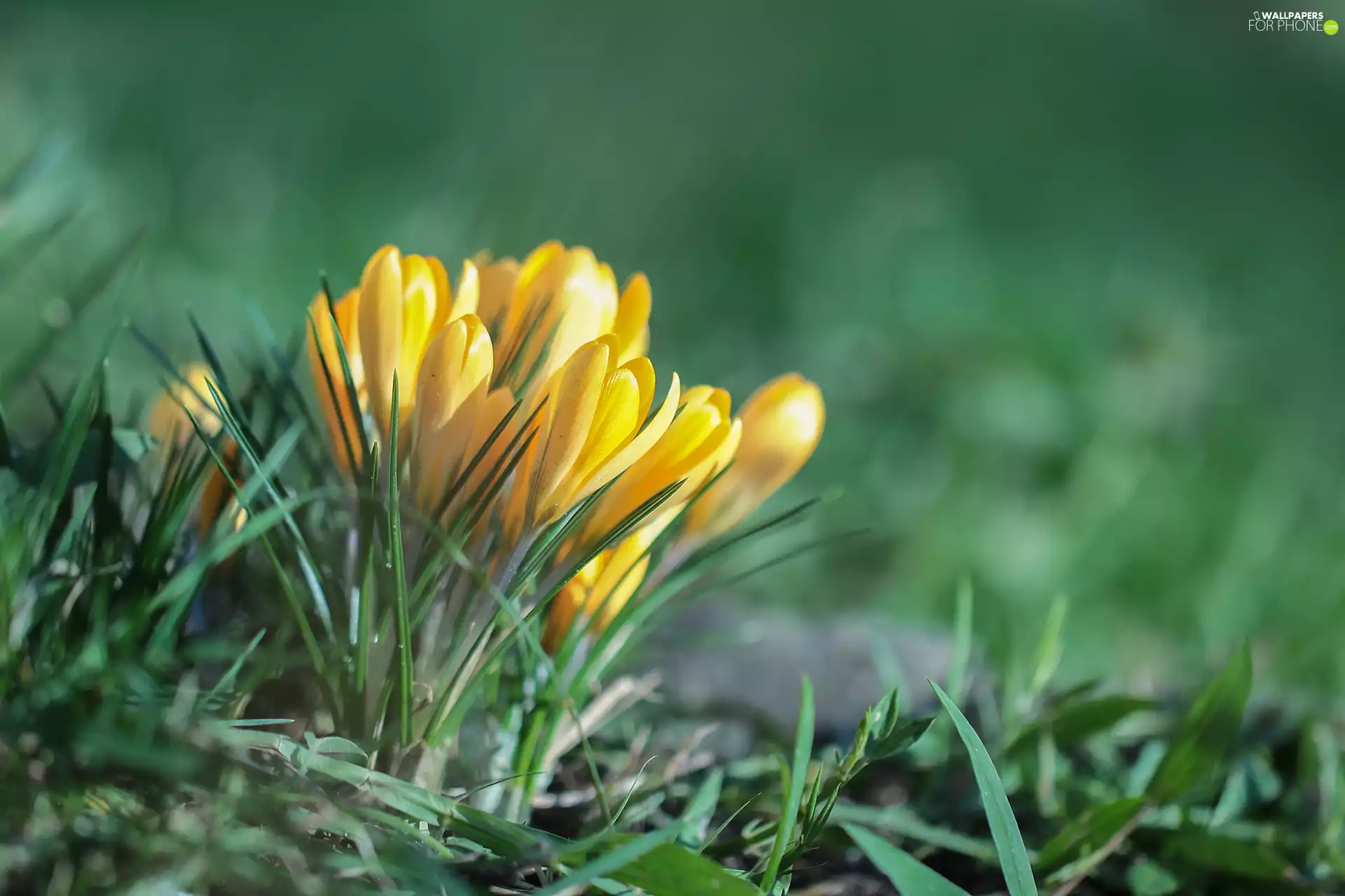 Yellow, Flowers, cluster, crocuses