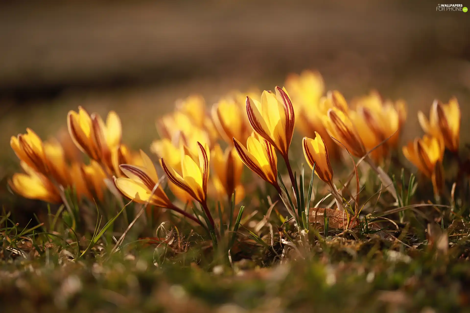 Yellow, Flowers, inclined, crocuses