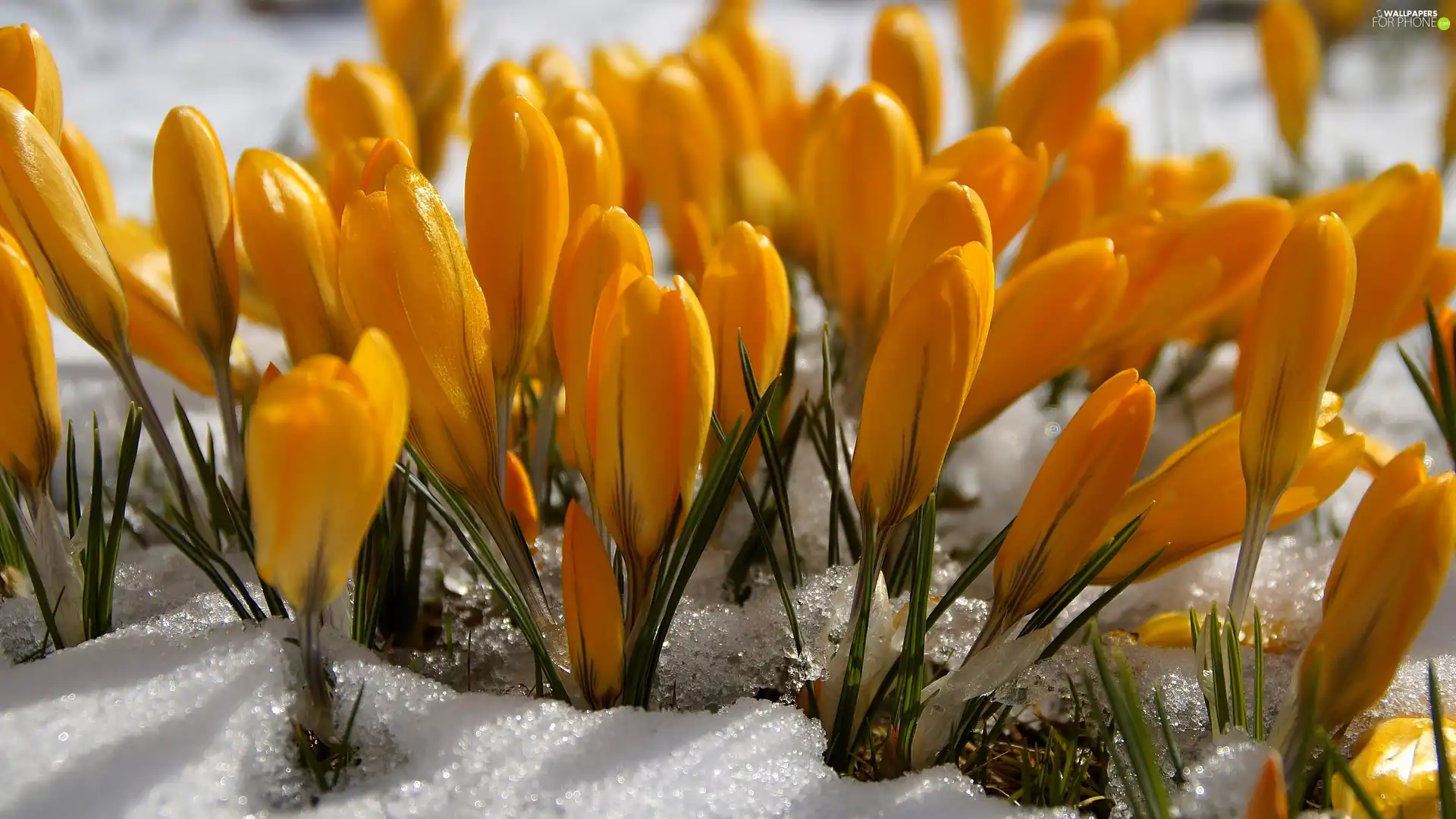 Yellow, snow, rapprochement, crocuses