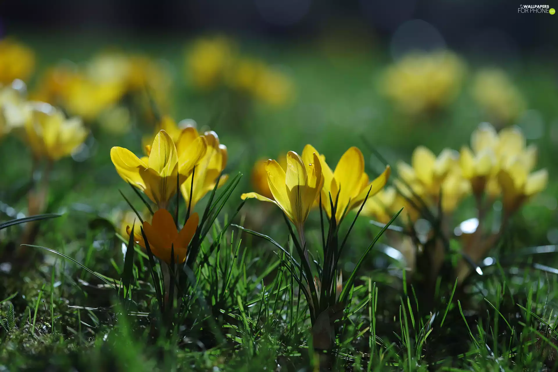 Yellow, Flowers, Tufts, crocuses