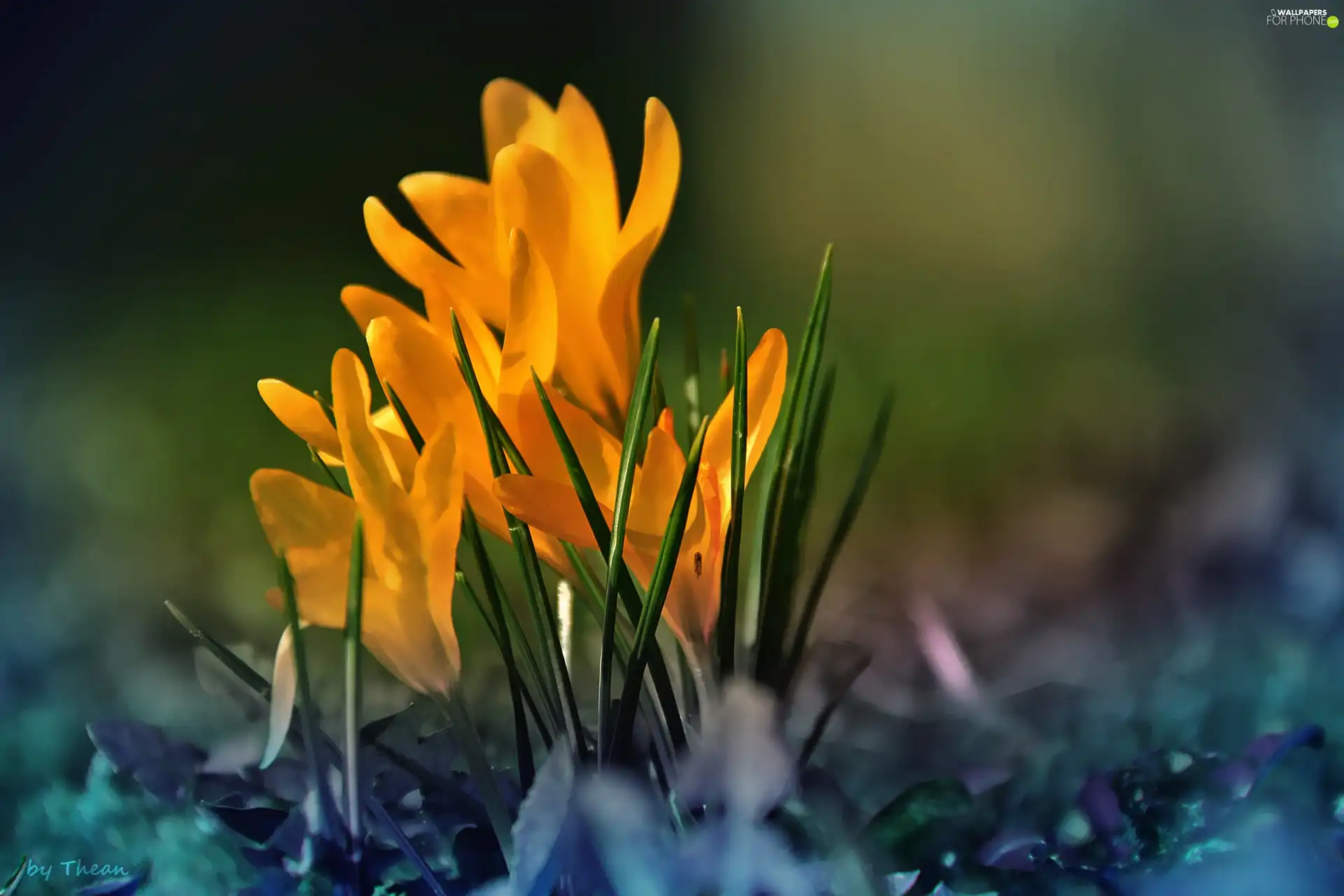 Yellow, crocuses