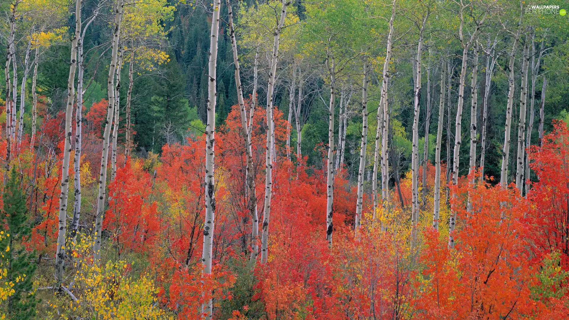 Crown, trees, birch, color, high