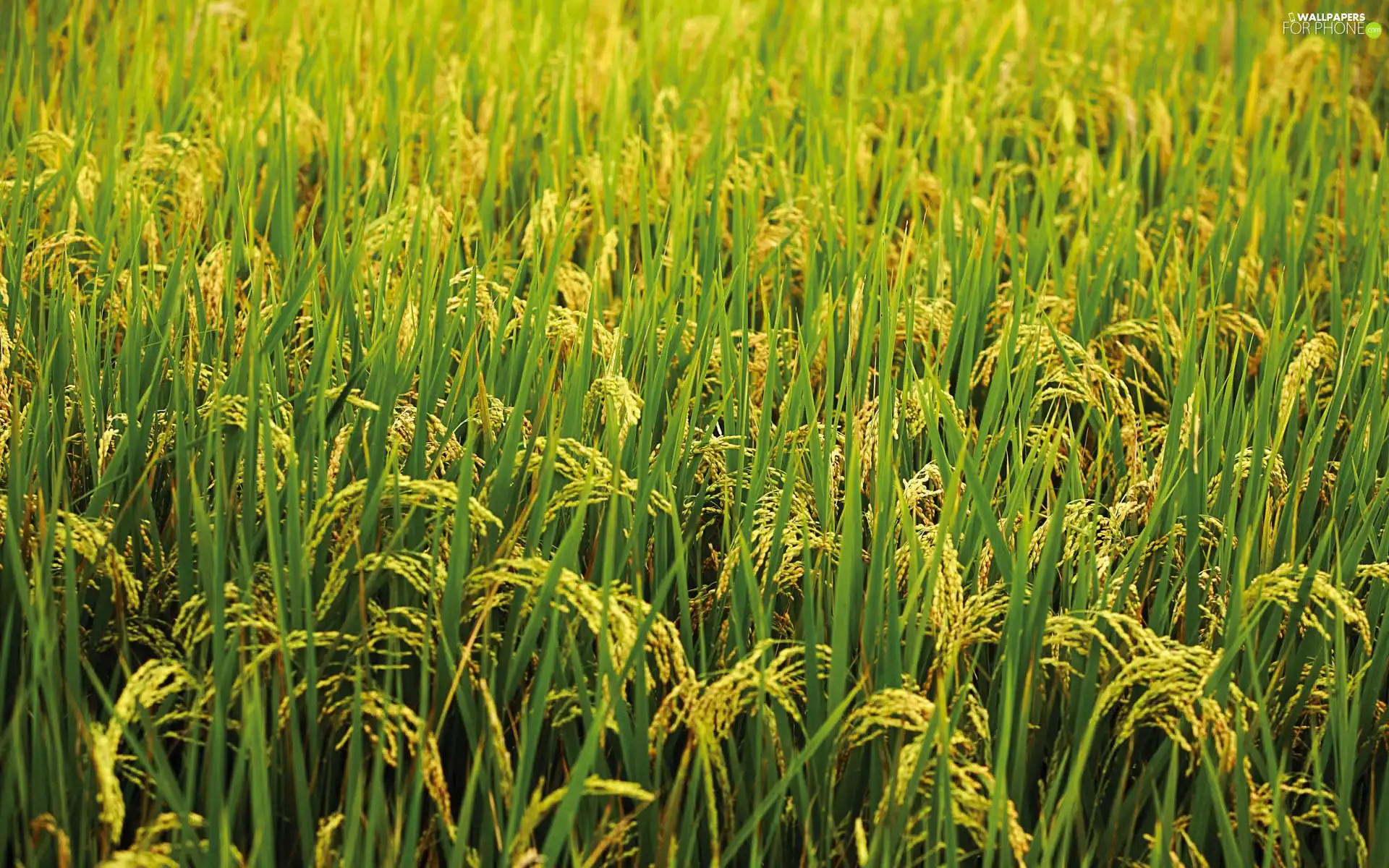 cultivation, rice, Japan