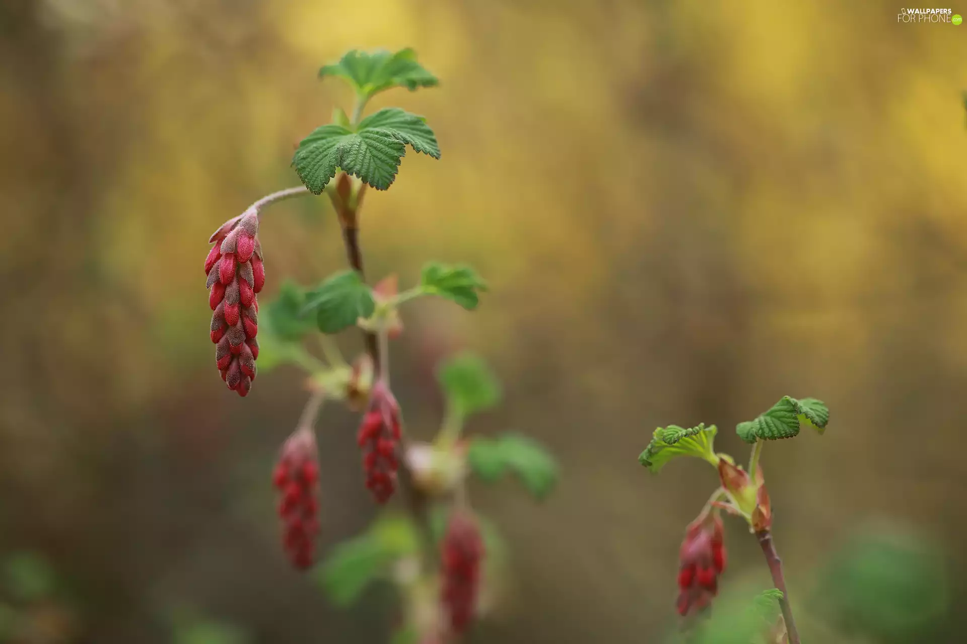 Bloody Currant, Buds, Bush, Flowers
