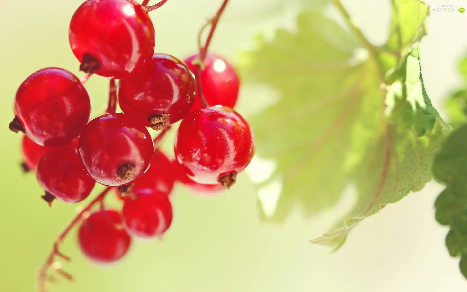 leaves, red hot, currant