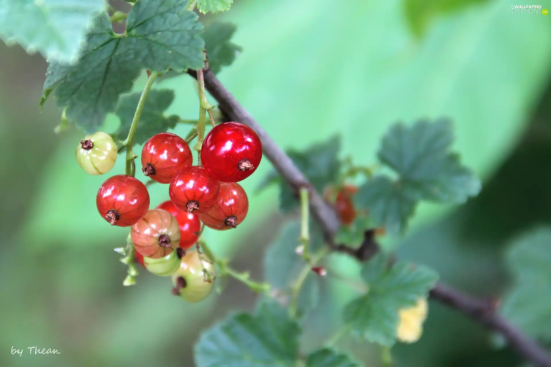 Red, currants