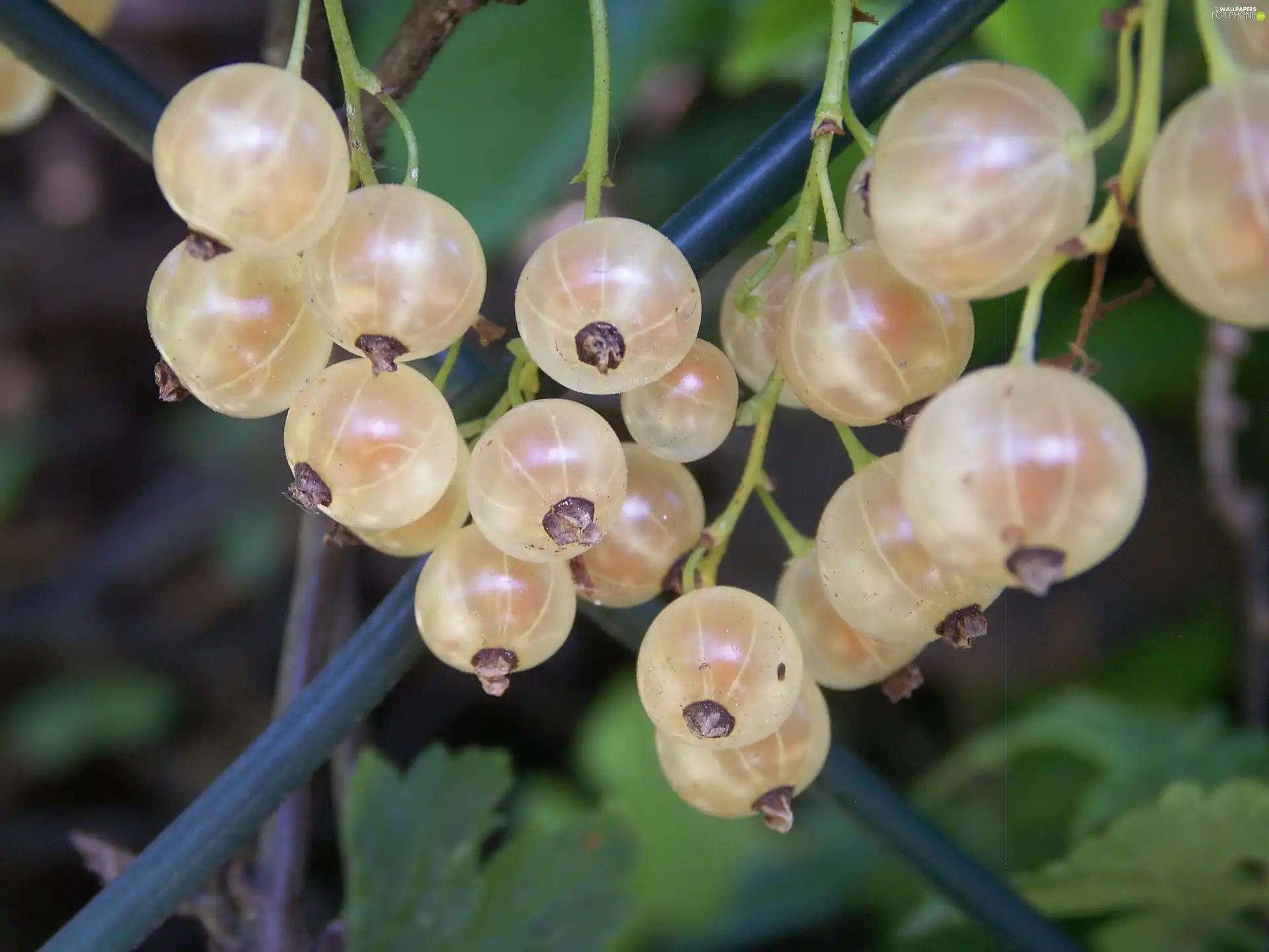 White, currants
