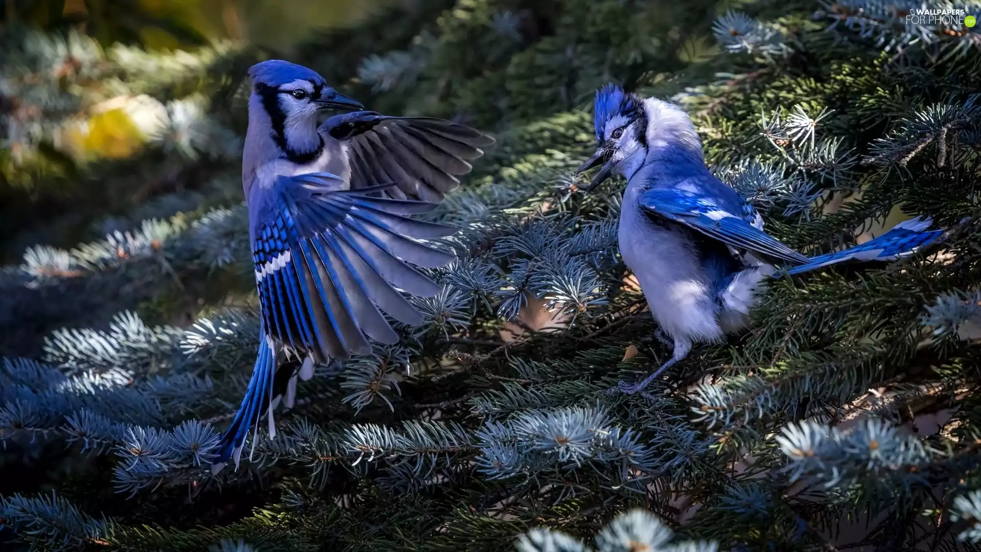 Two, Twigs, Conifers, Cyanocitta