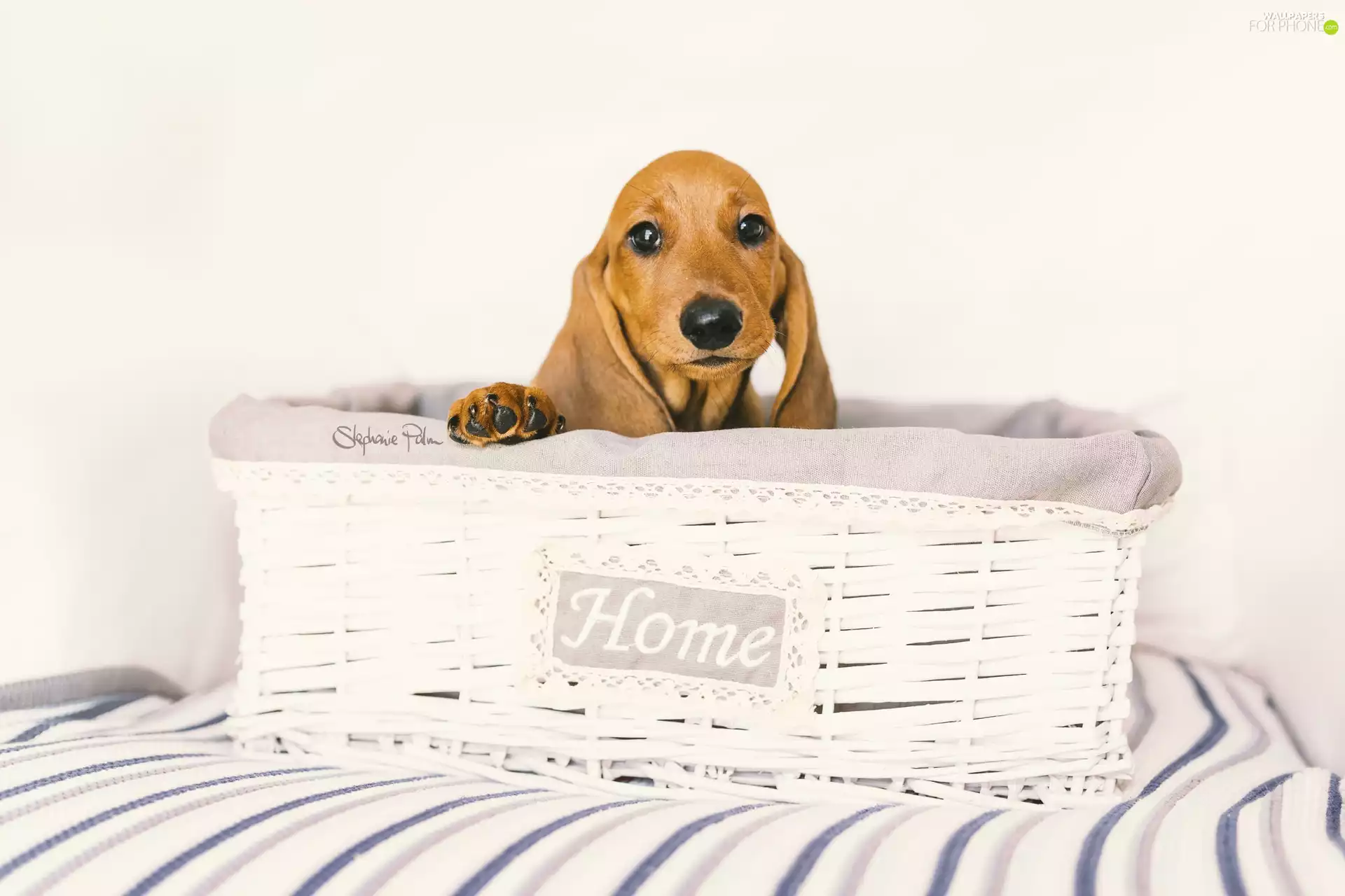 dog, Puppy, basket, dachshund