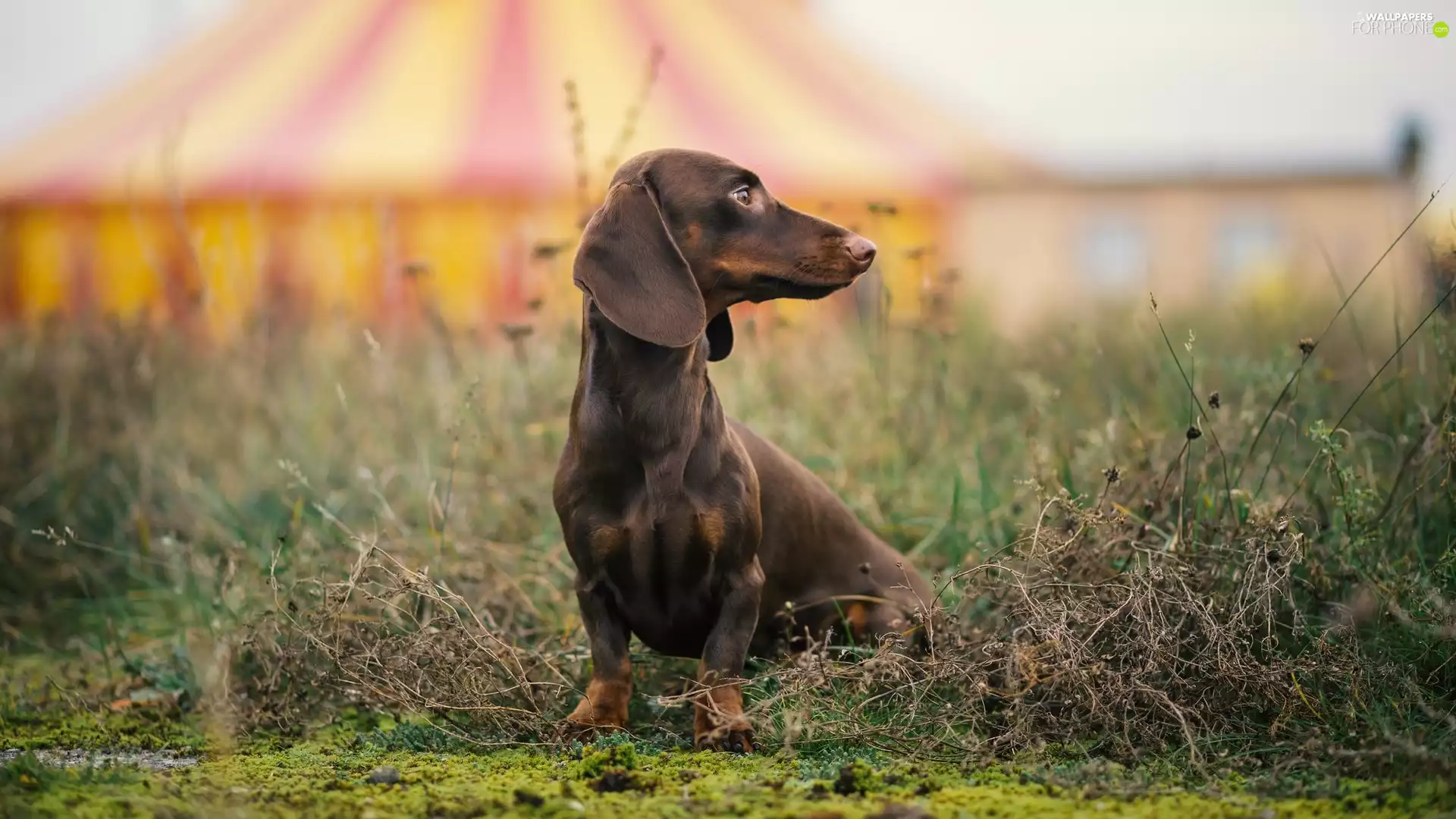 dog, Dachshund Shorthair, grass, Brown