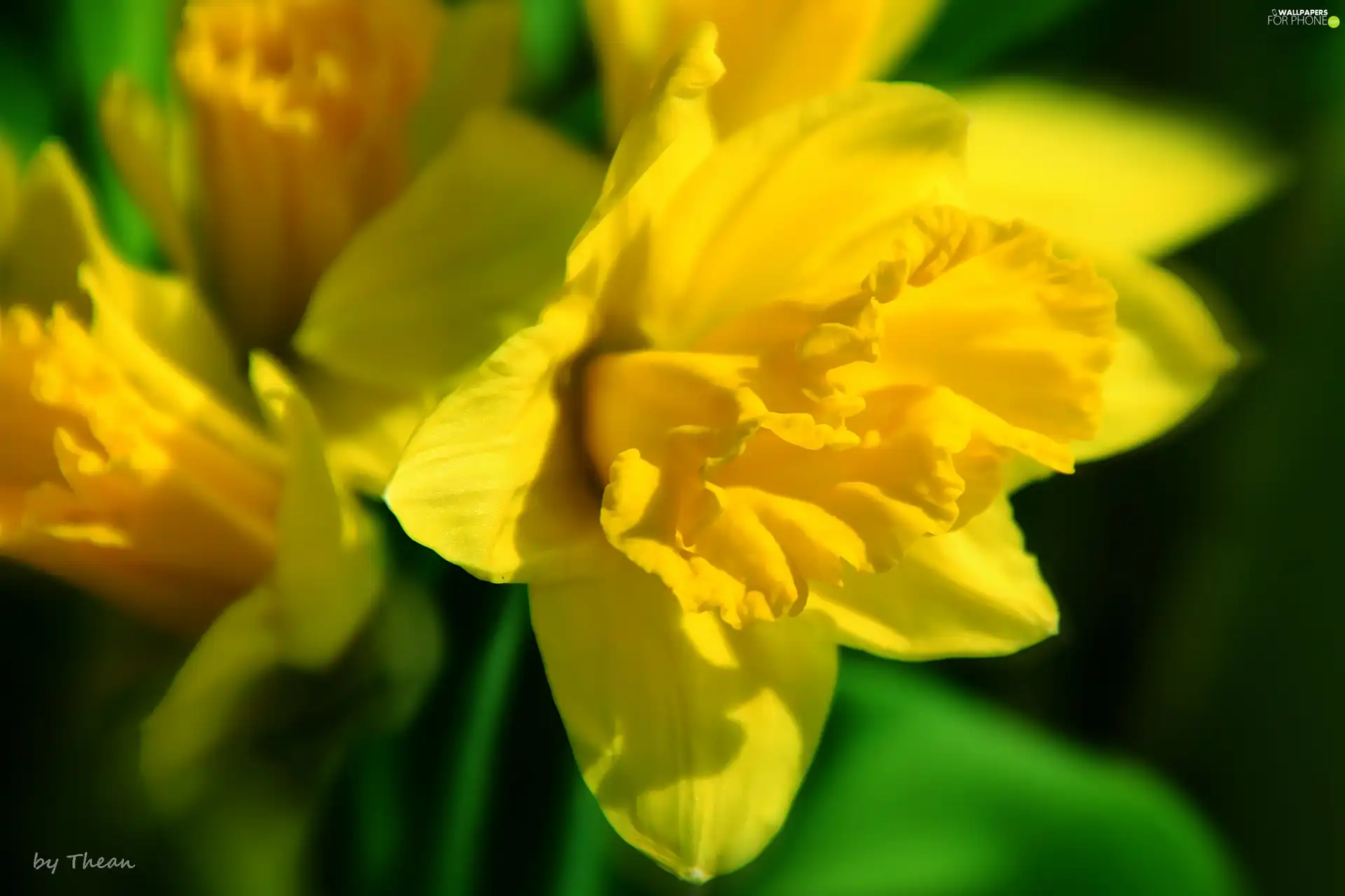 Daffodils