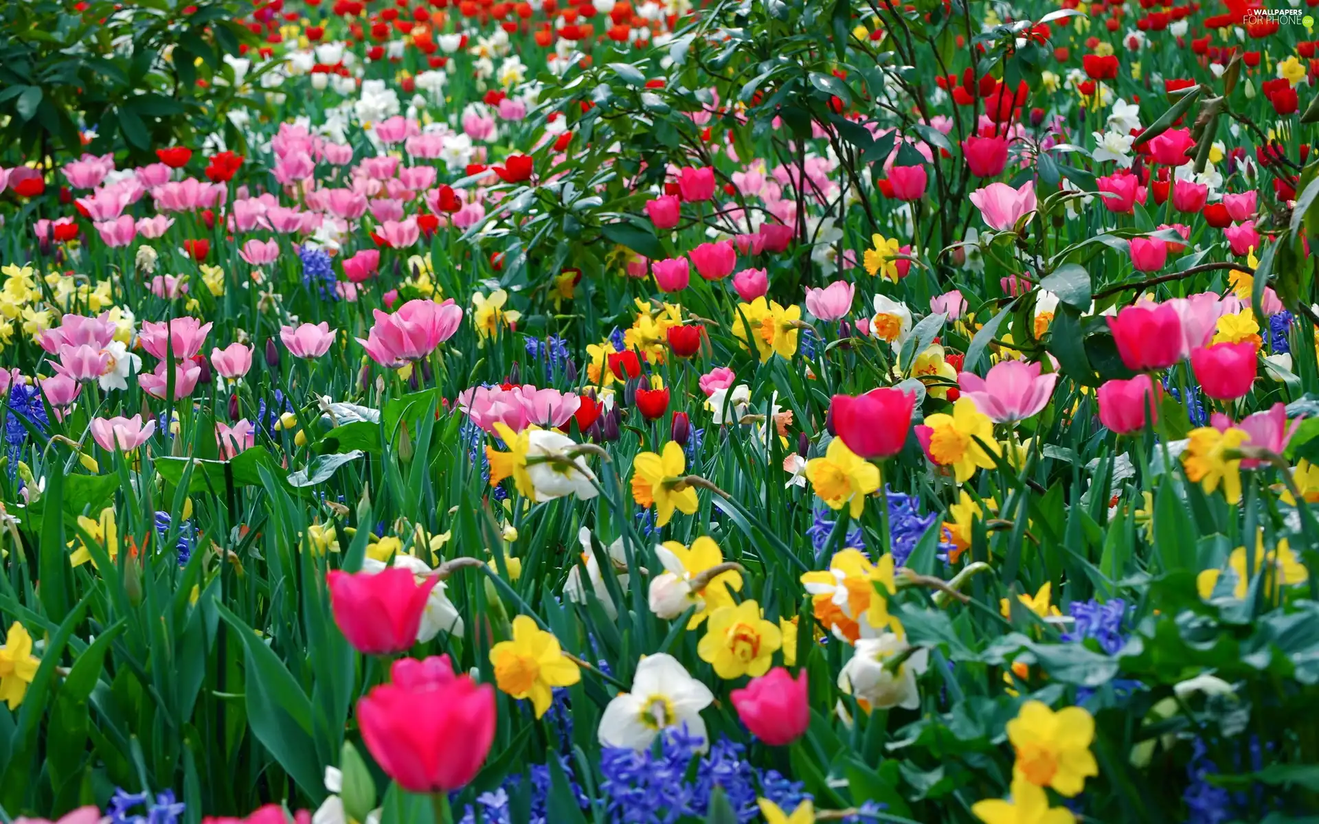 Daffodils, color, Tulips