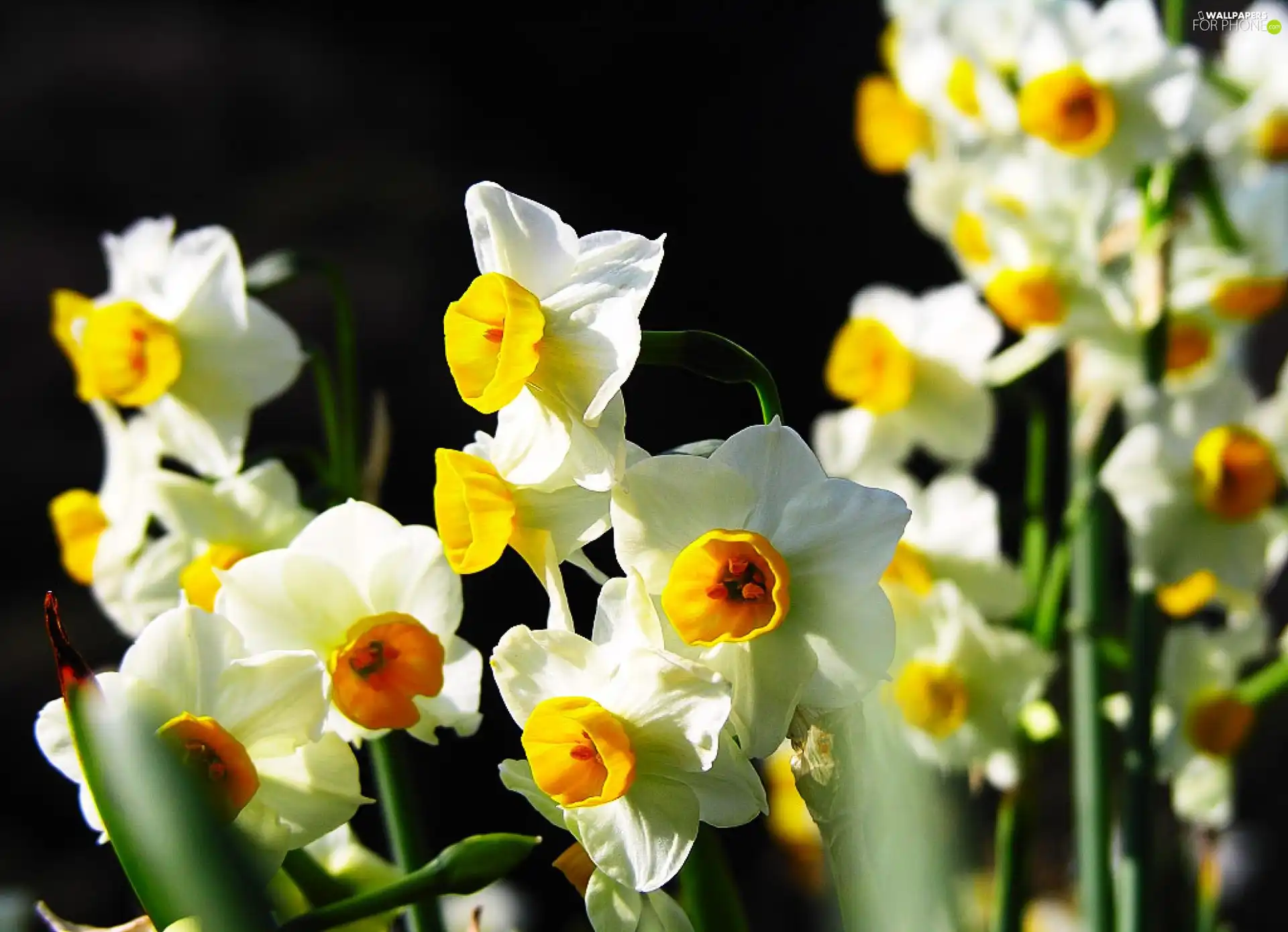 White, Daffodils