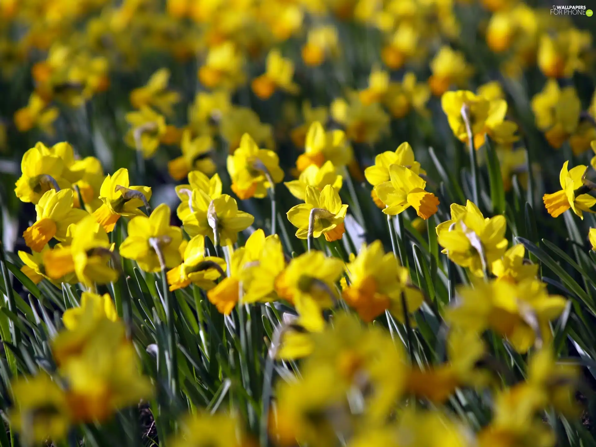 Yellow, Daffodils