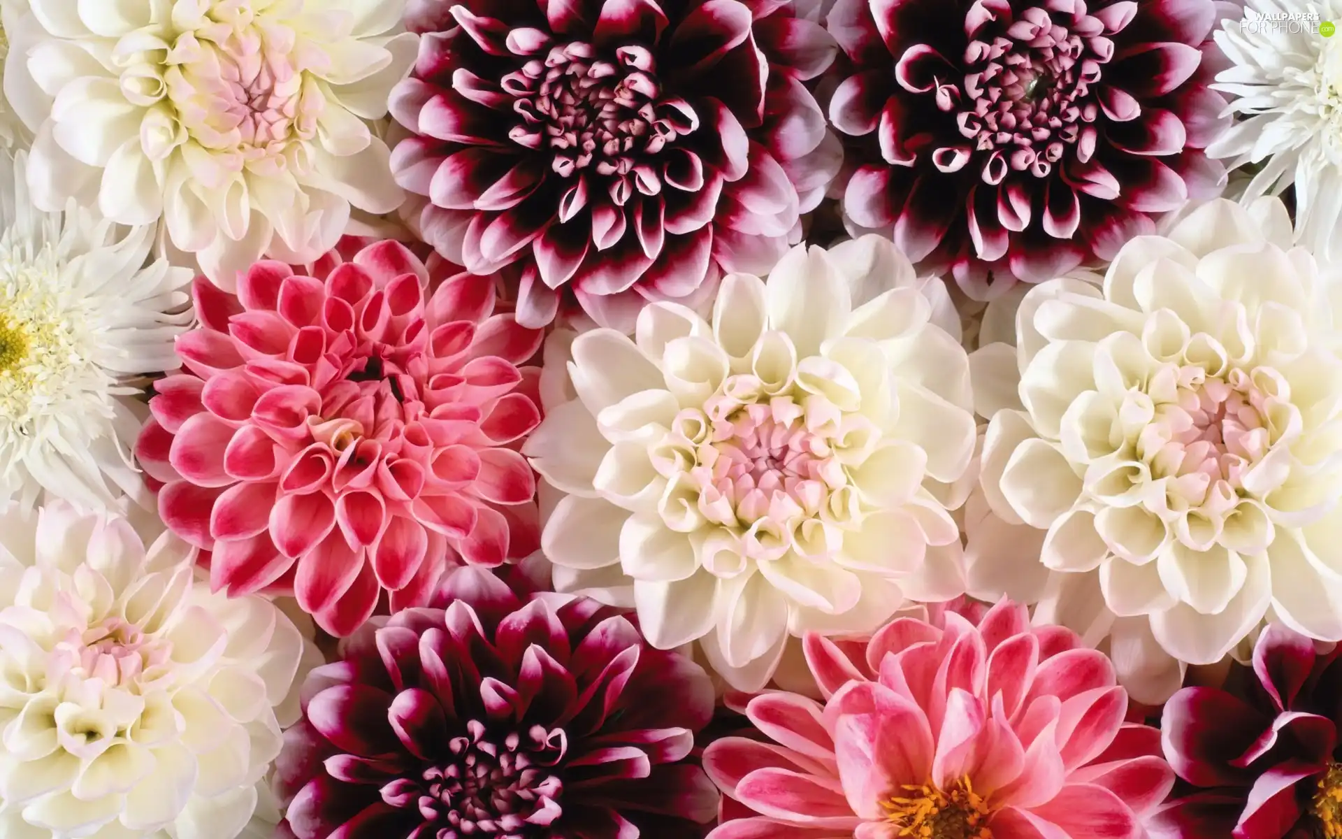 dahlias, Flowers, color