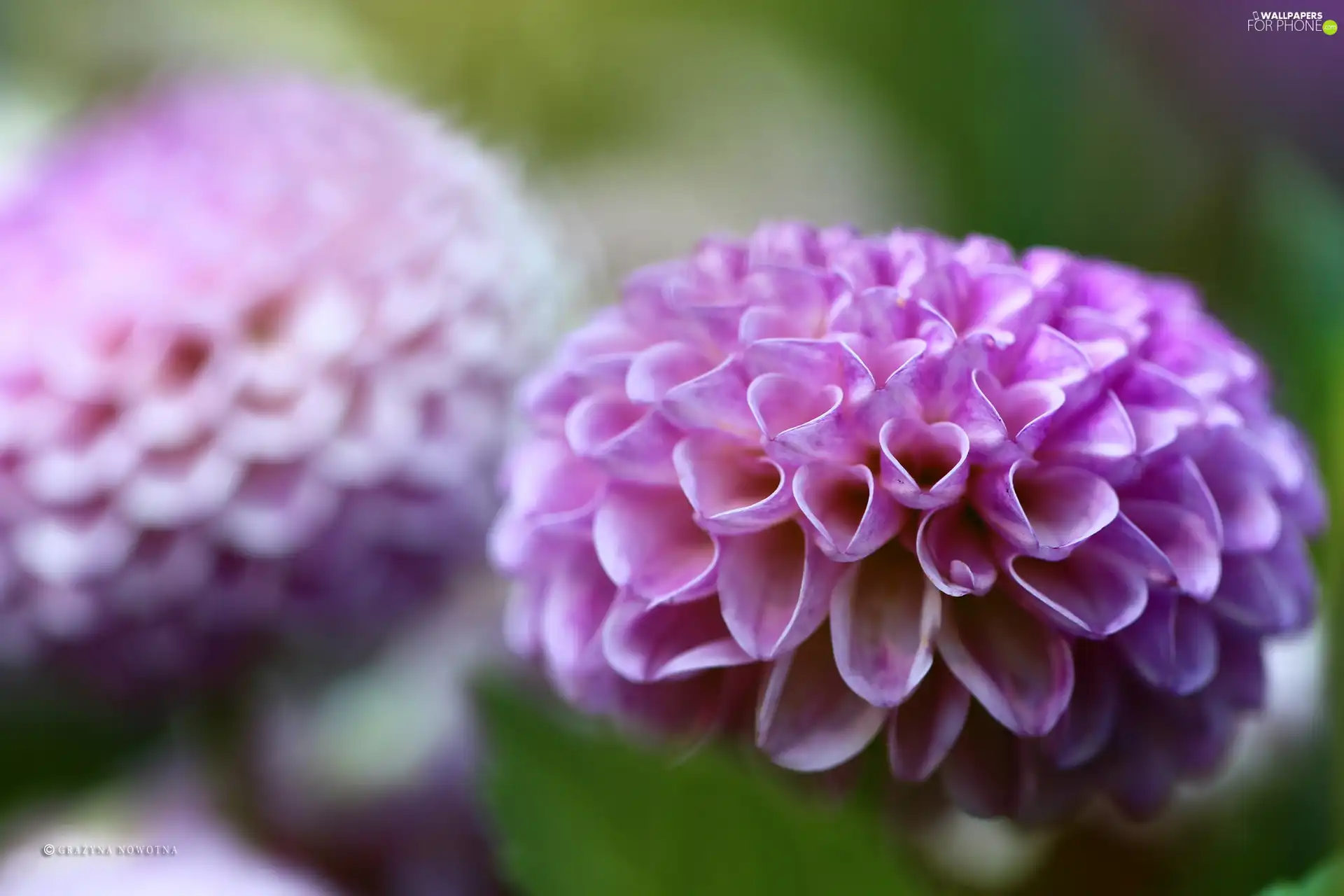 Pink, dahlias