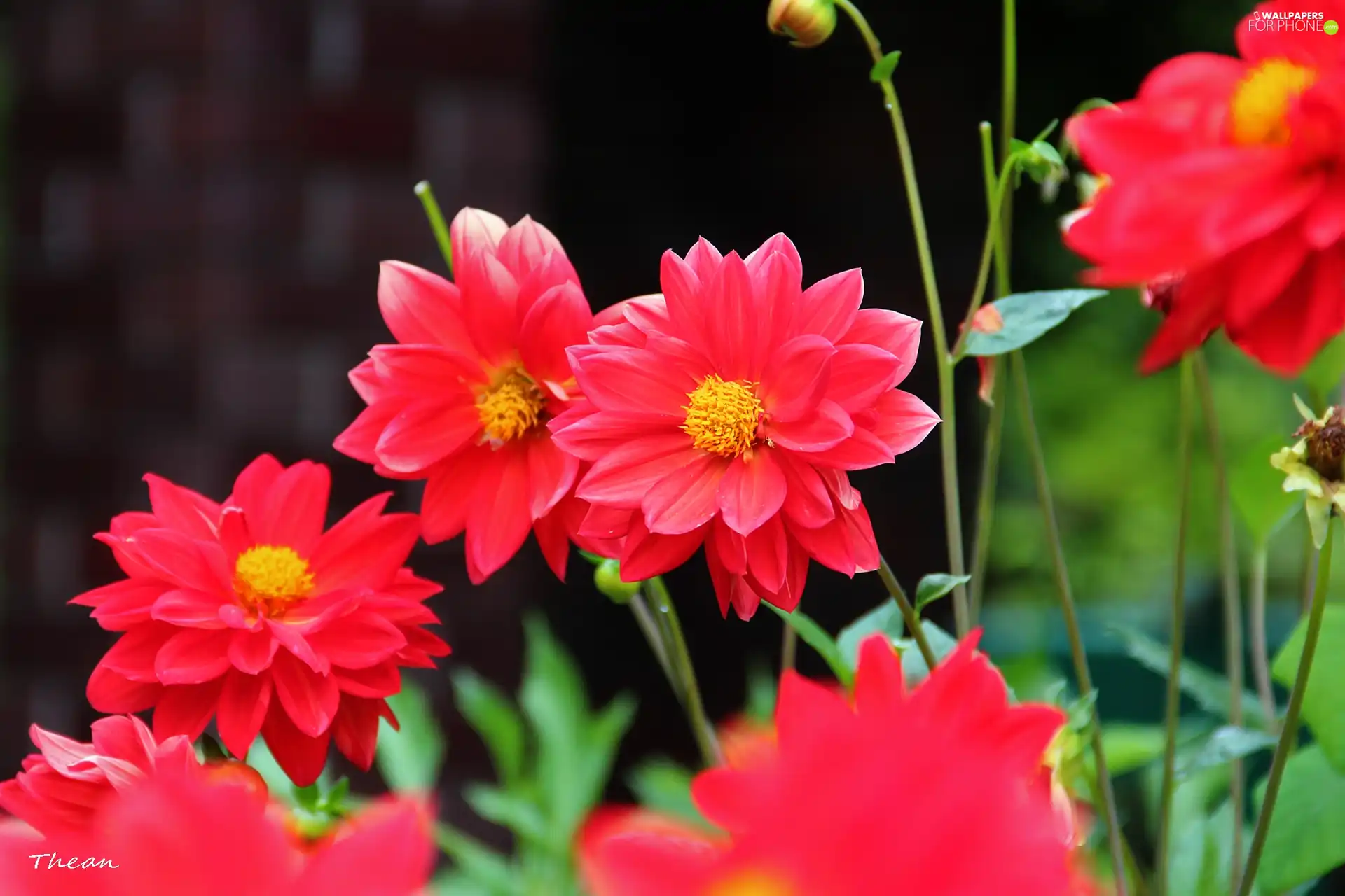 Red, dahlias