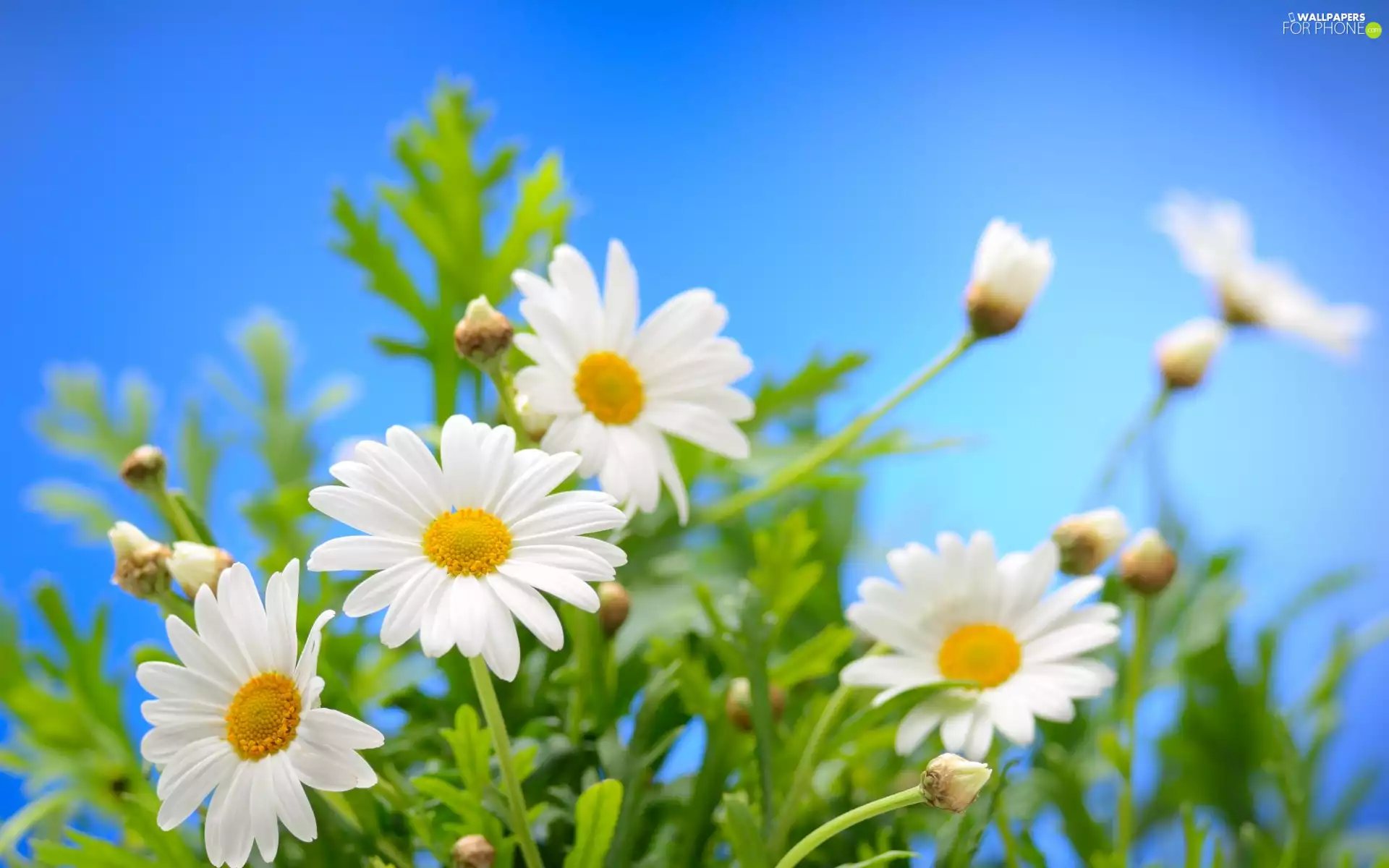 Blurry Background, Flowers, daisy
