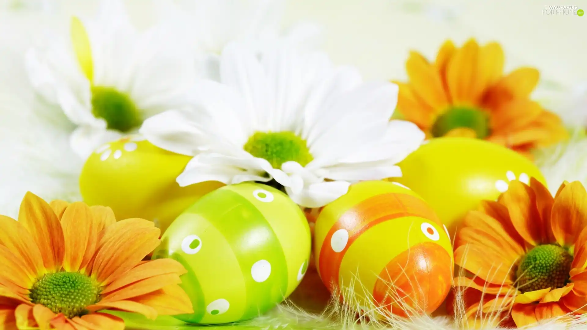 daisy, easter, eggs