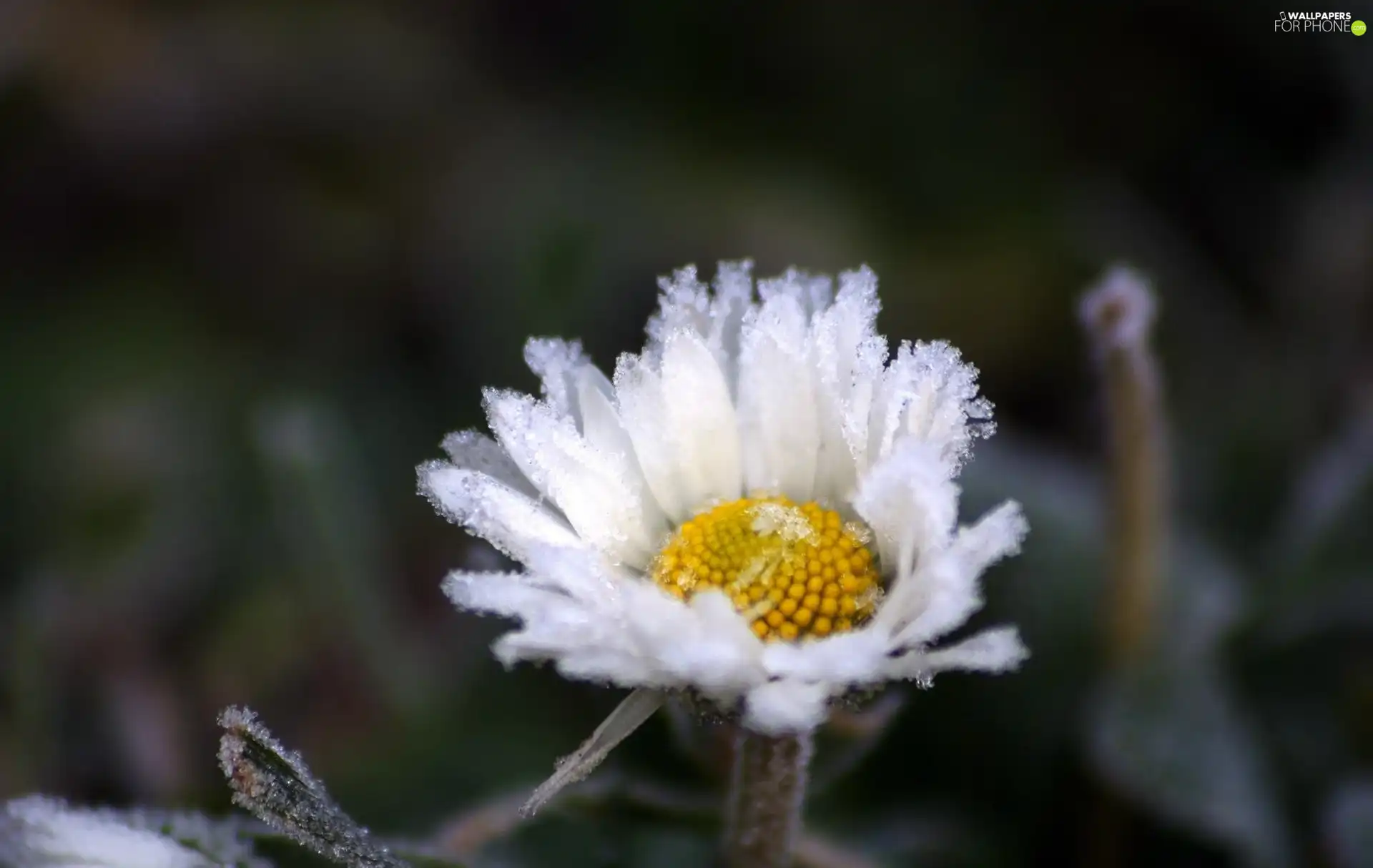 frosted, daisy