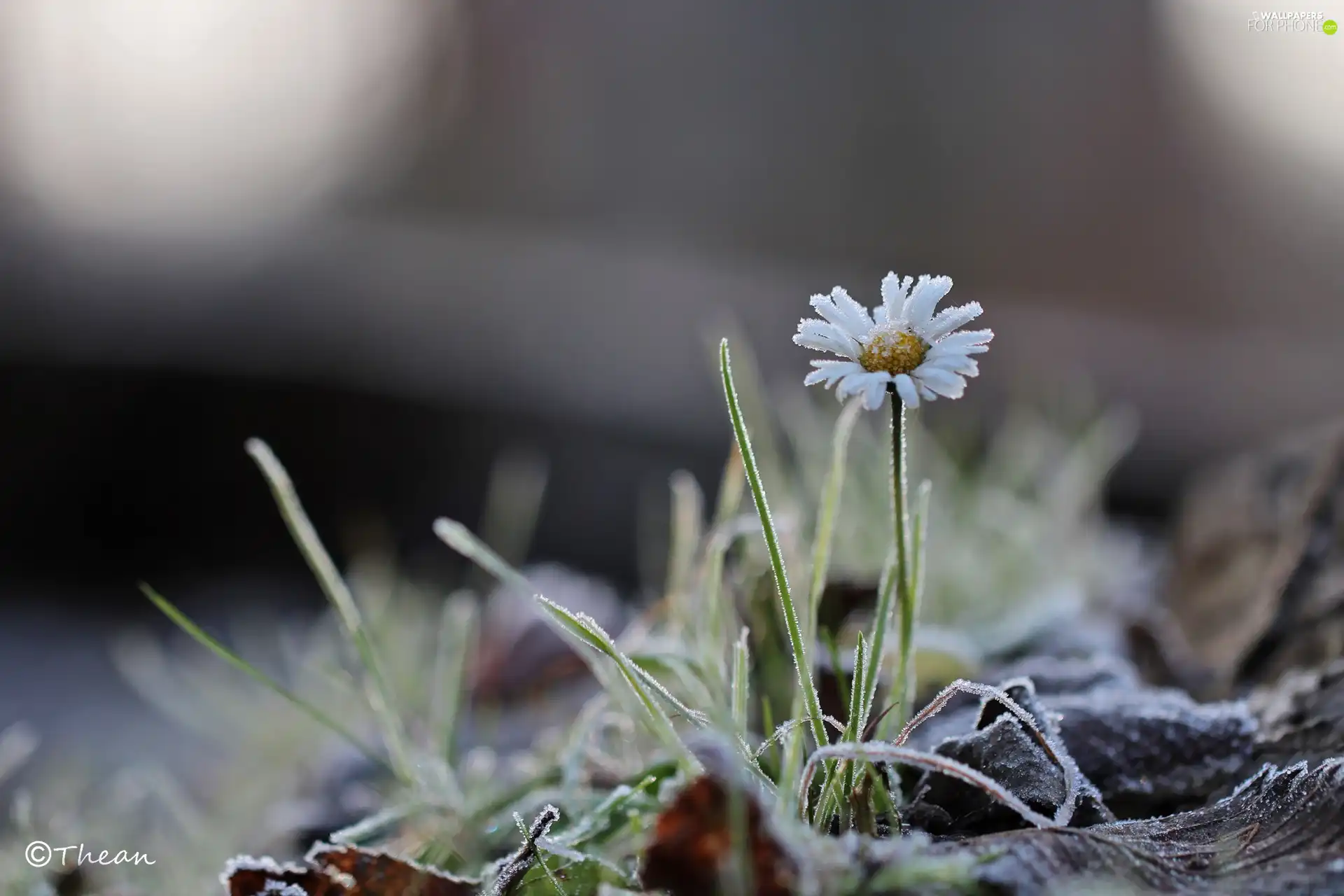 frozen, daisy