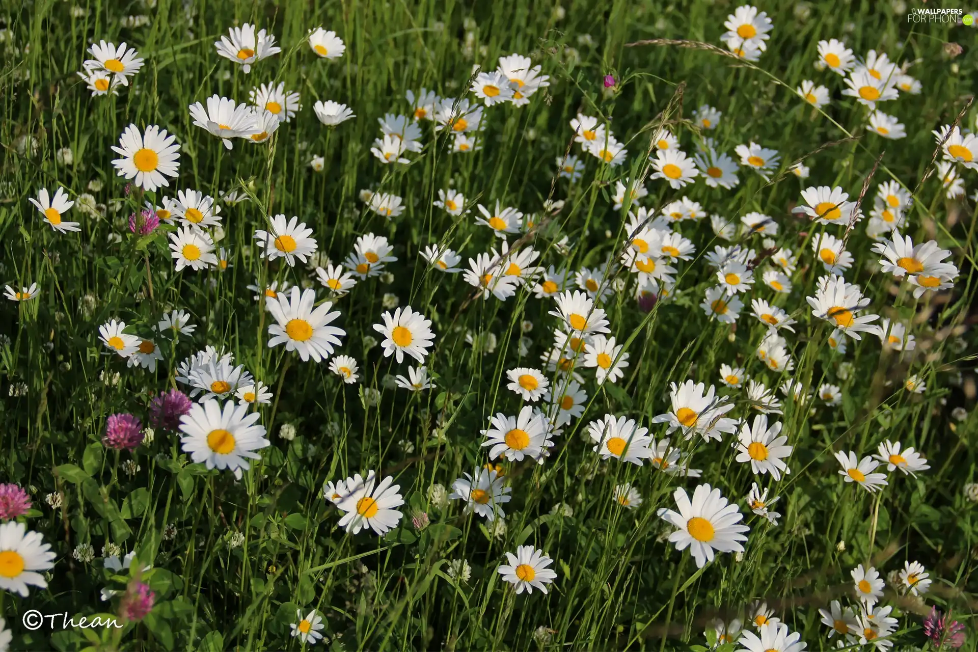 daisy, trefoil, full, flowers, Meadow