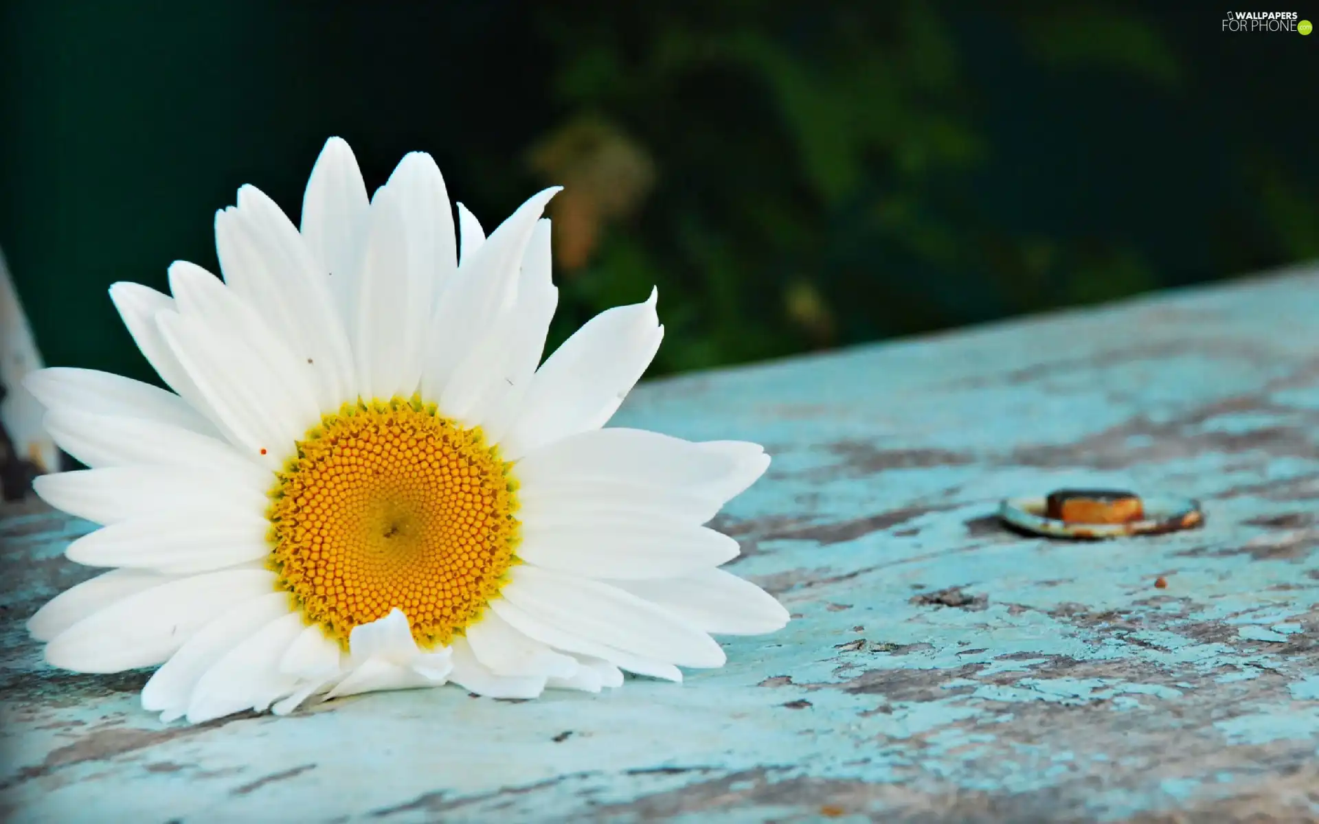 White, Daisy
