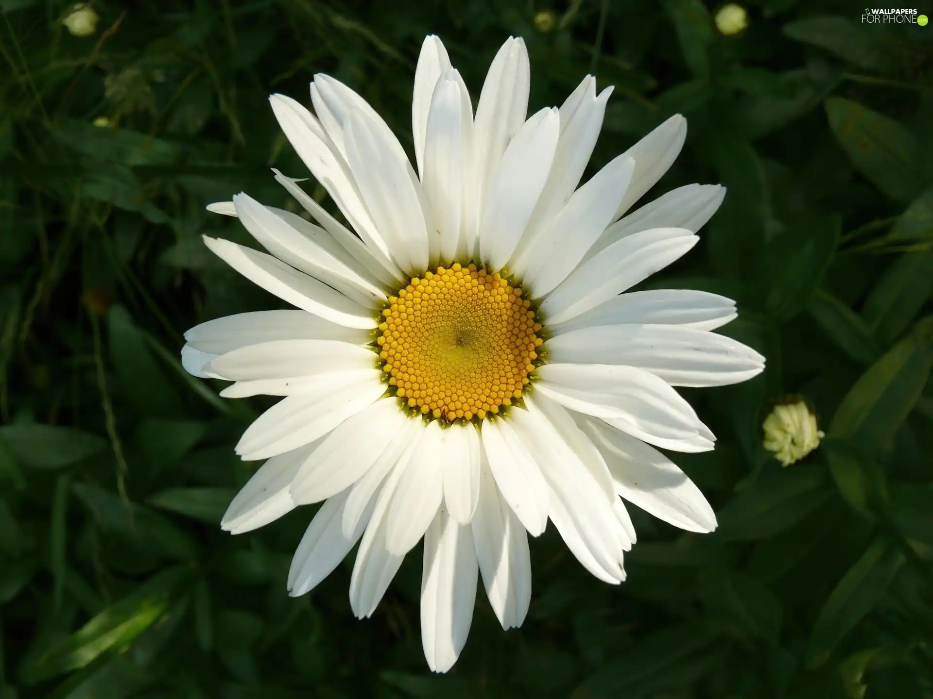 White, Daisy