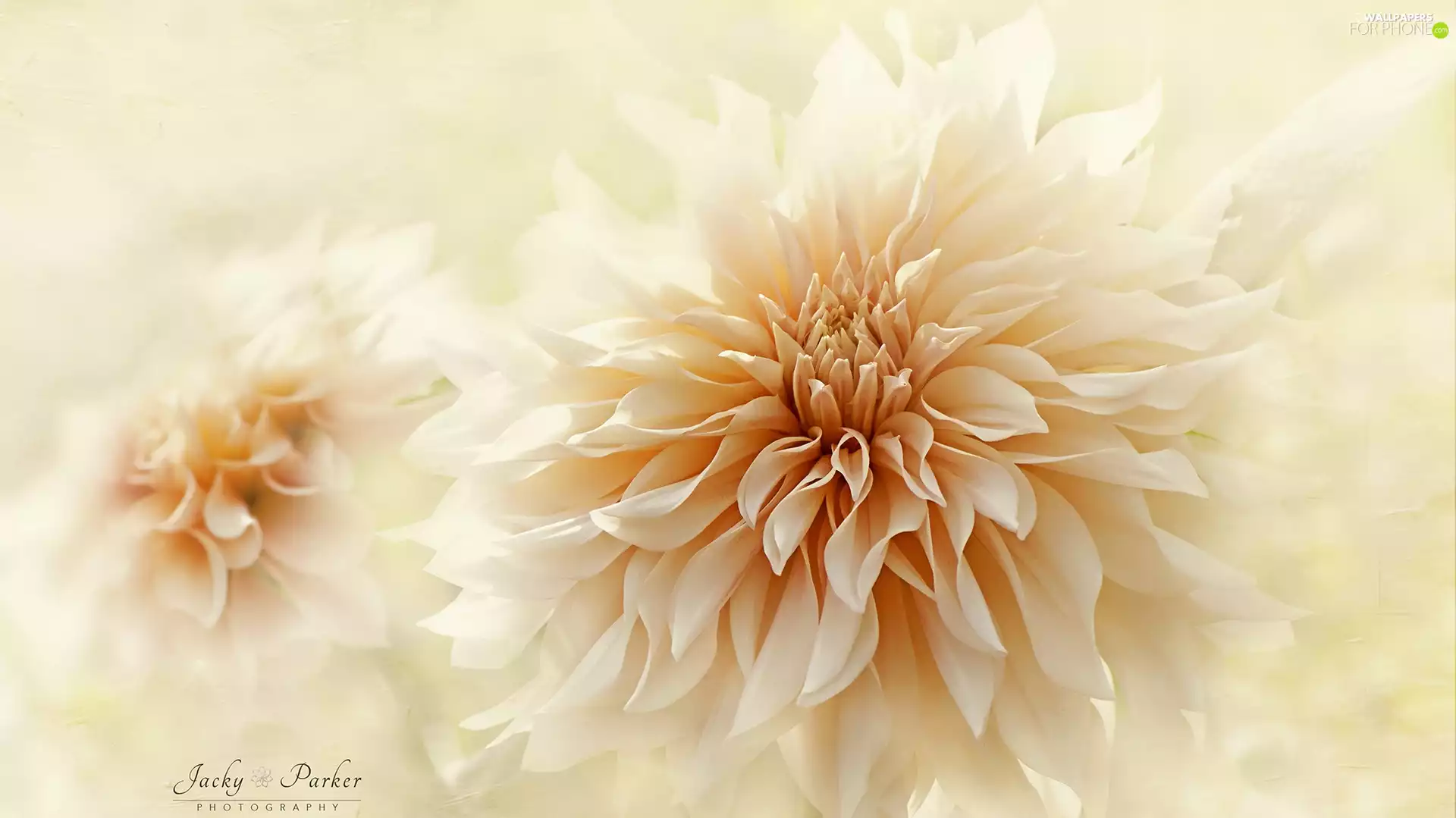 blur, Colourfull Flowers, Dalia
