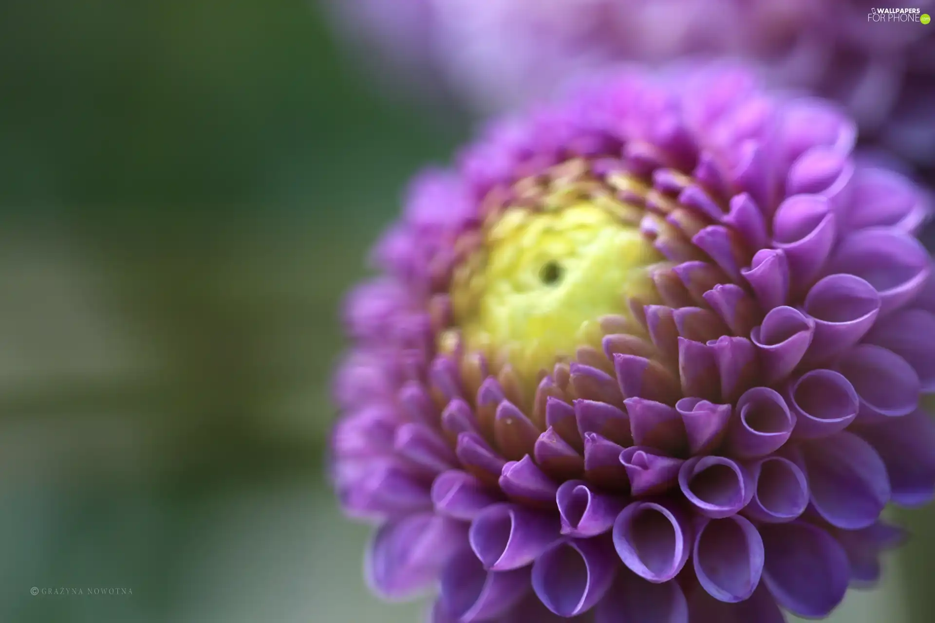 Colourfull Flowers, Violet, Dalia