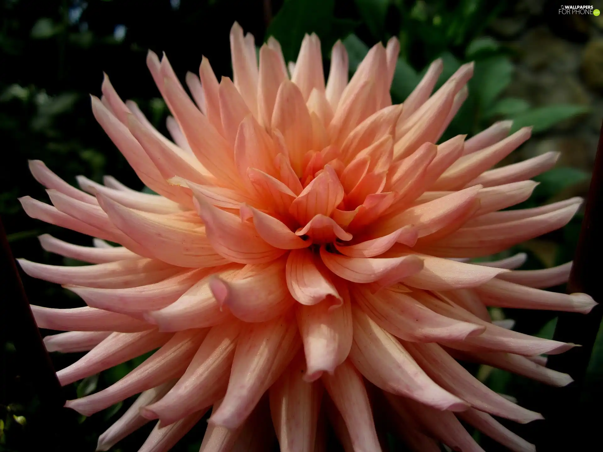 nature, Dalia