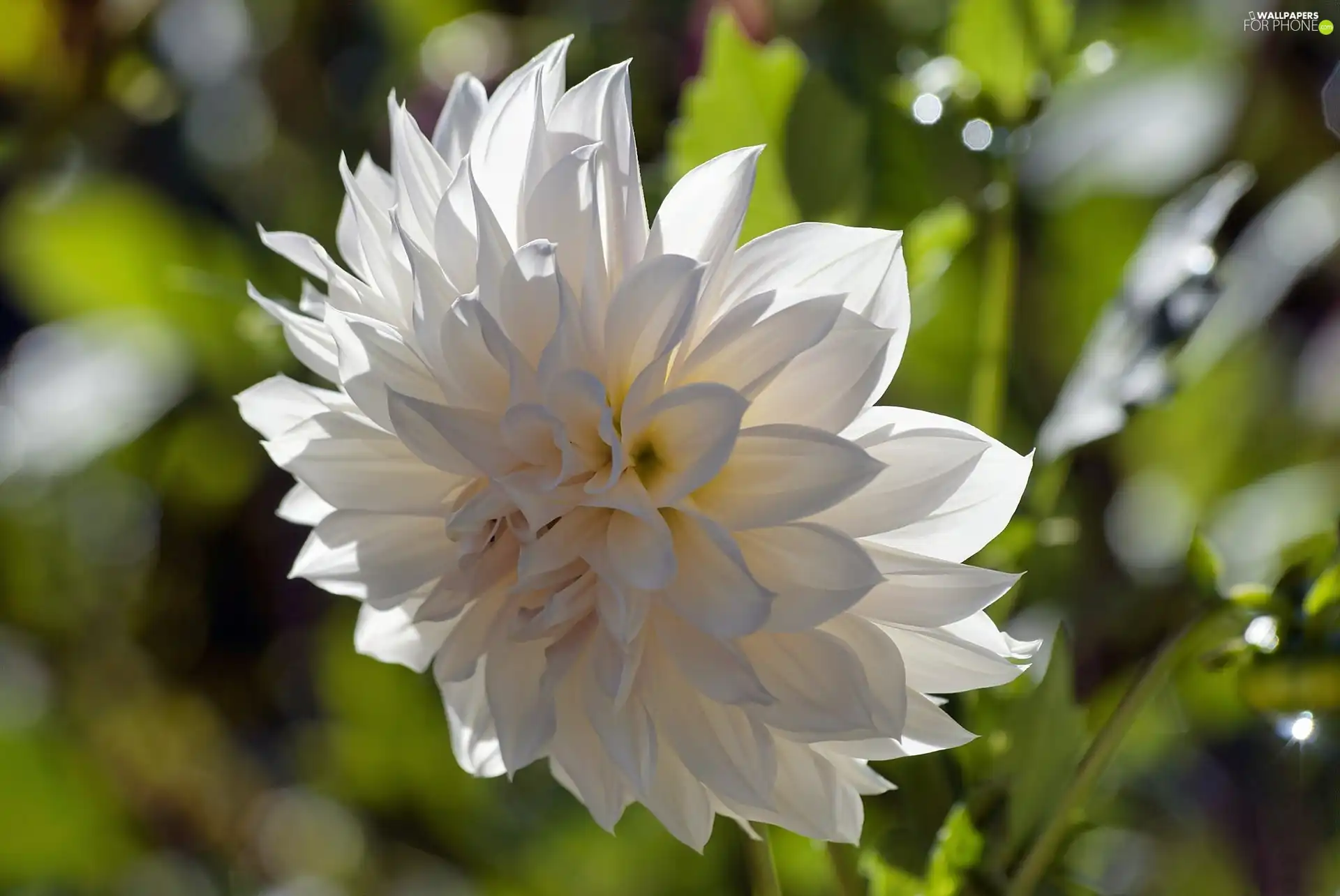 White, Dalia
