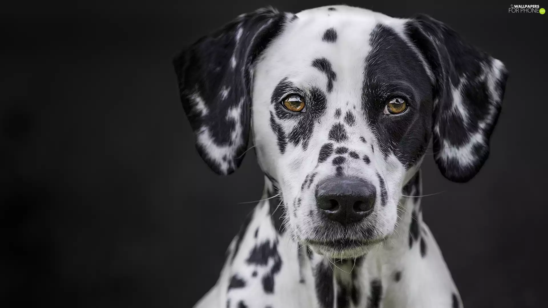 Dalmatian, Head