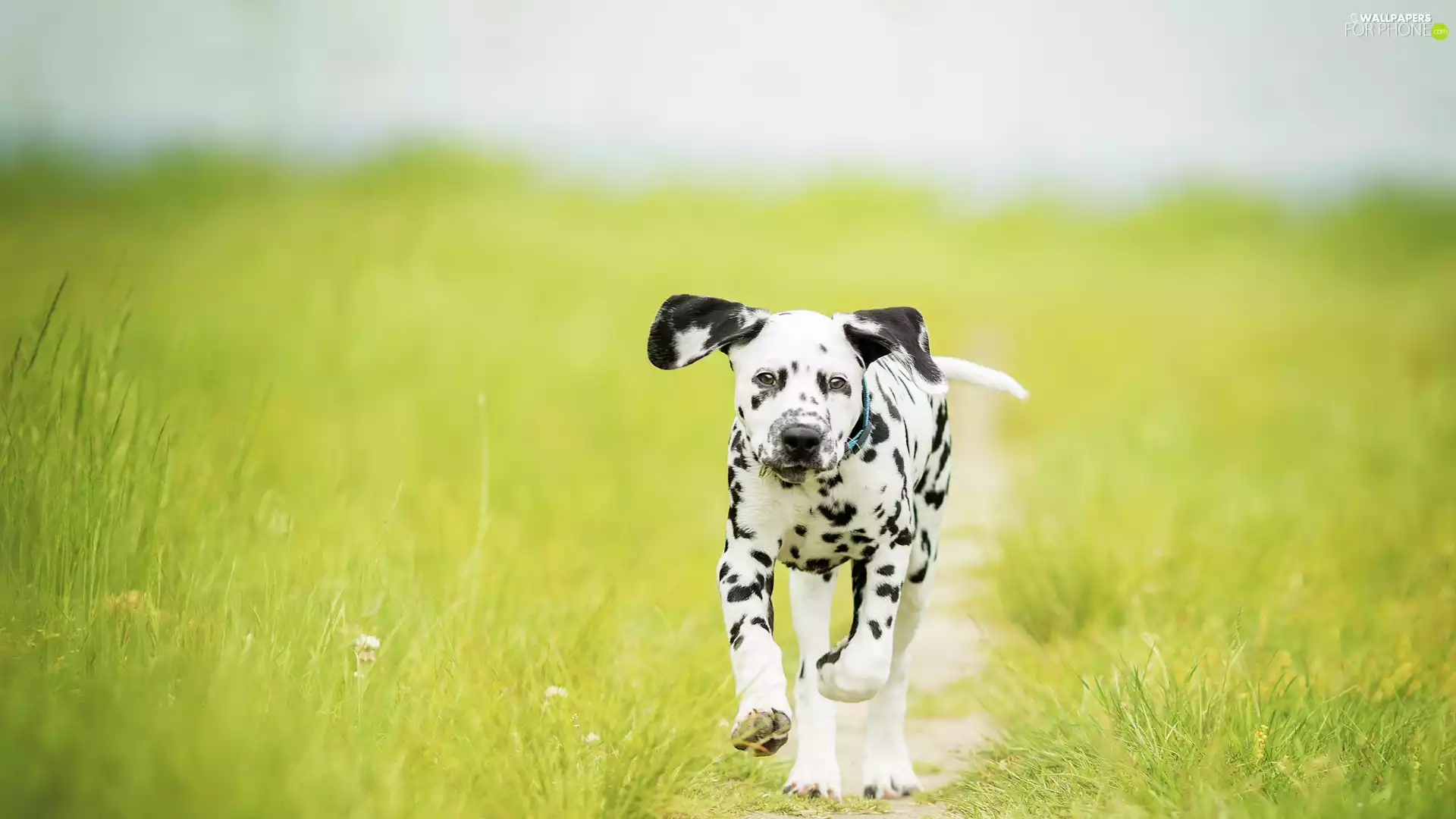 Puppy, Meadow, grass, Dalmatian