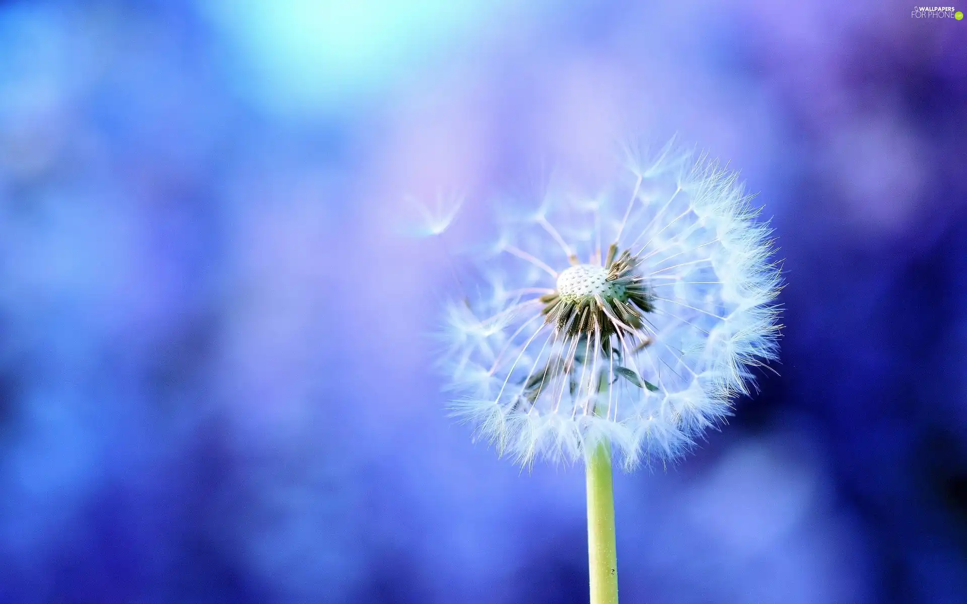 dandelion