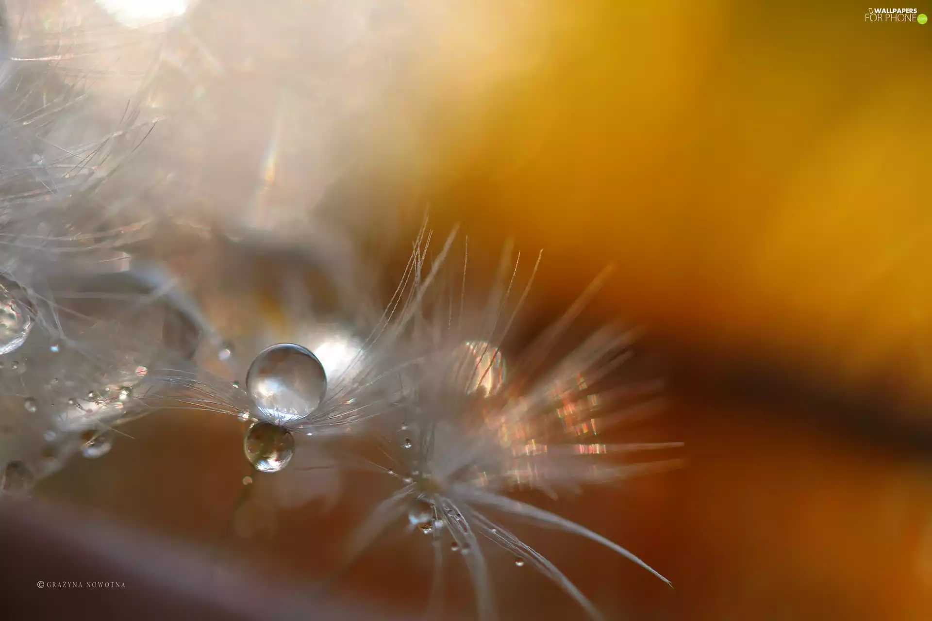 Common Dandelion, Close, drops, dandelions