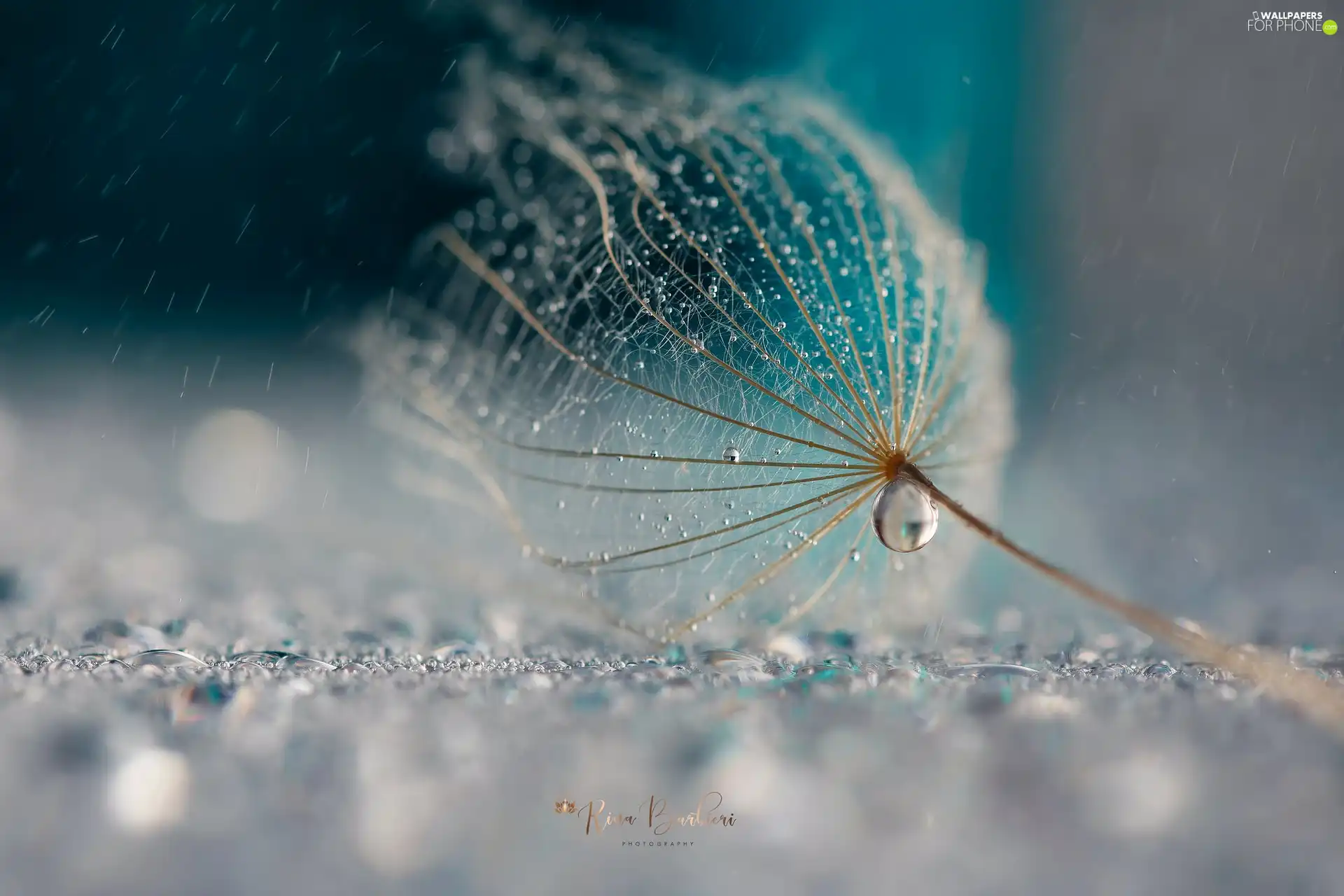 Close, Achaenium, drops, dandelion