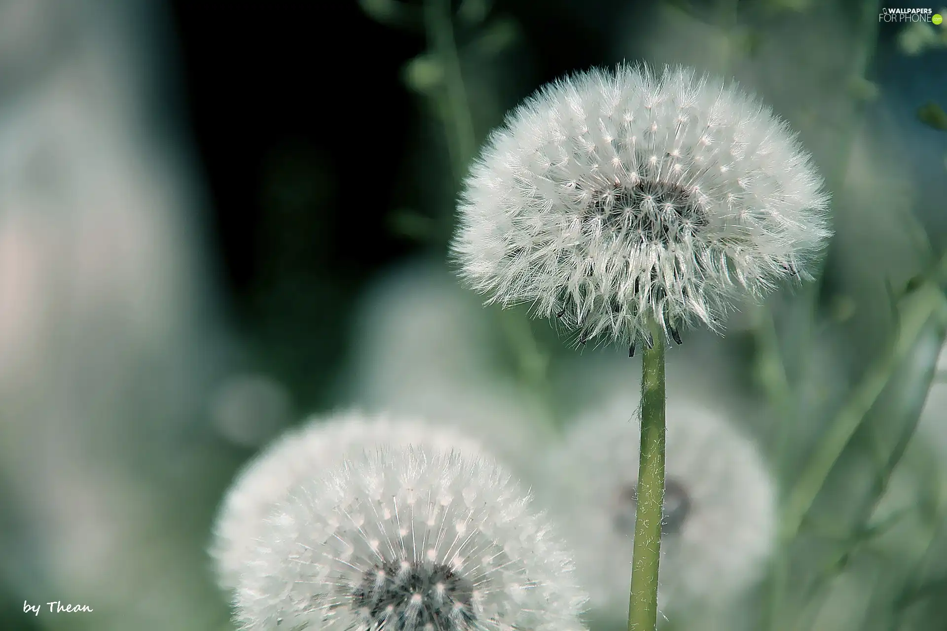 dandelions, Common Dandelion