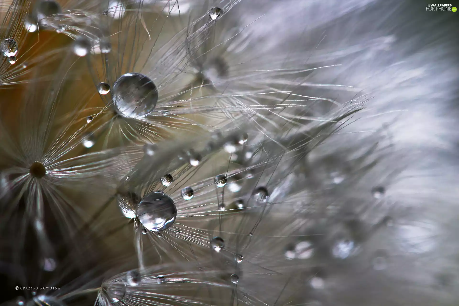Common Dandelion, drops, Close, dandelion