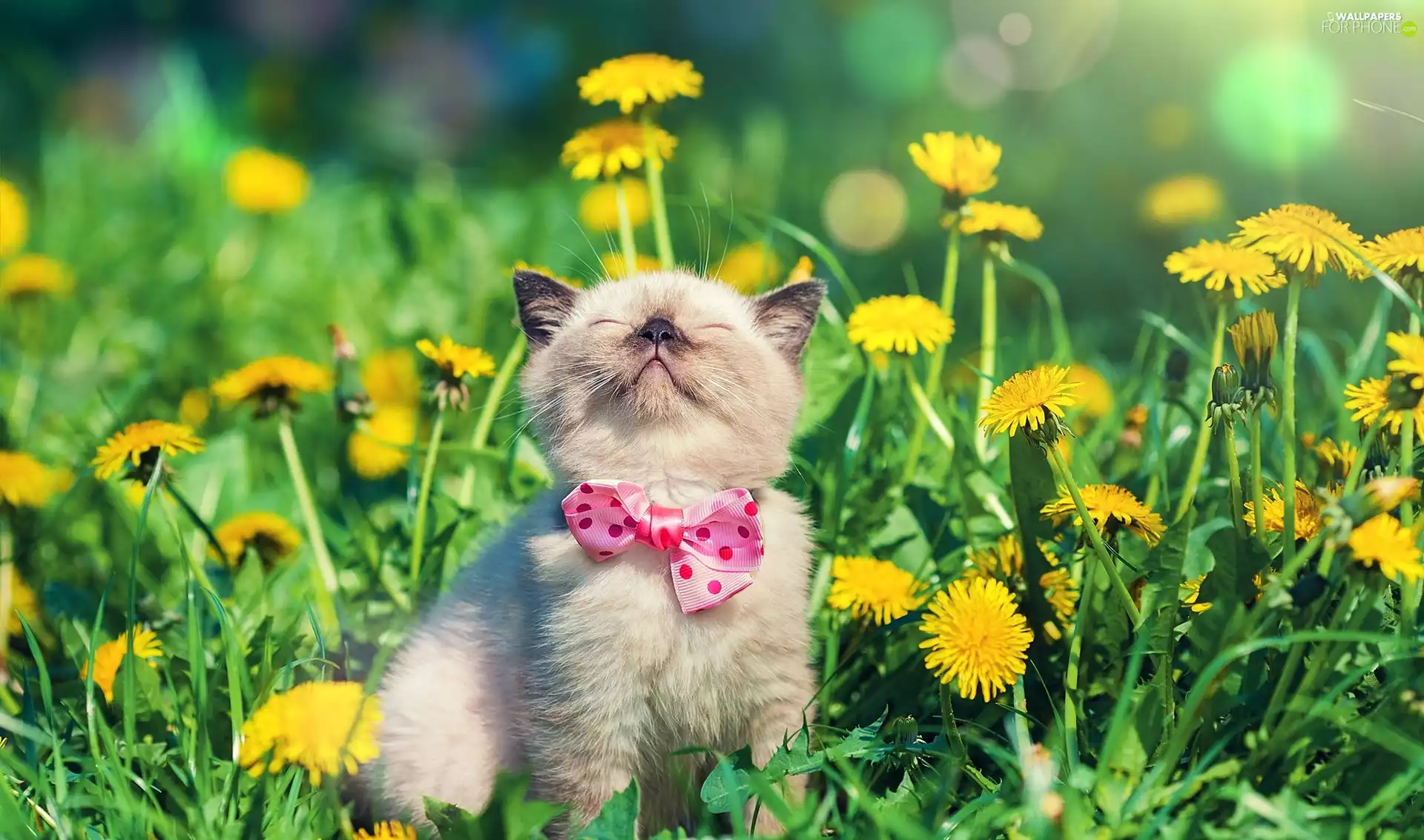 Flowers, dandelion, Loop, Meadow, kitten